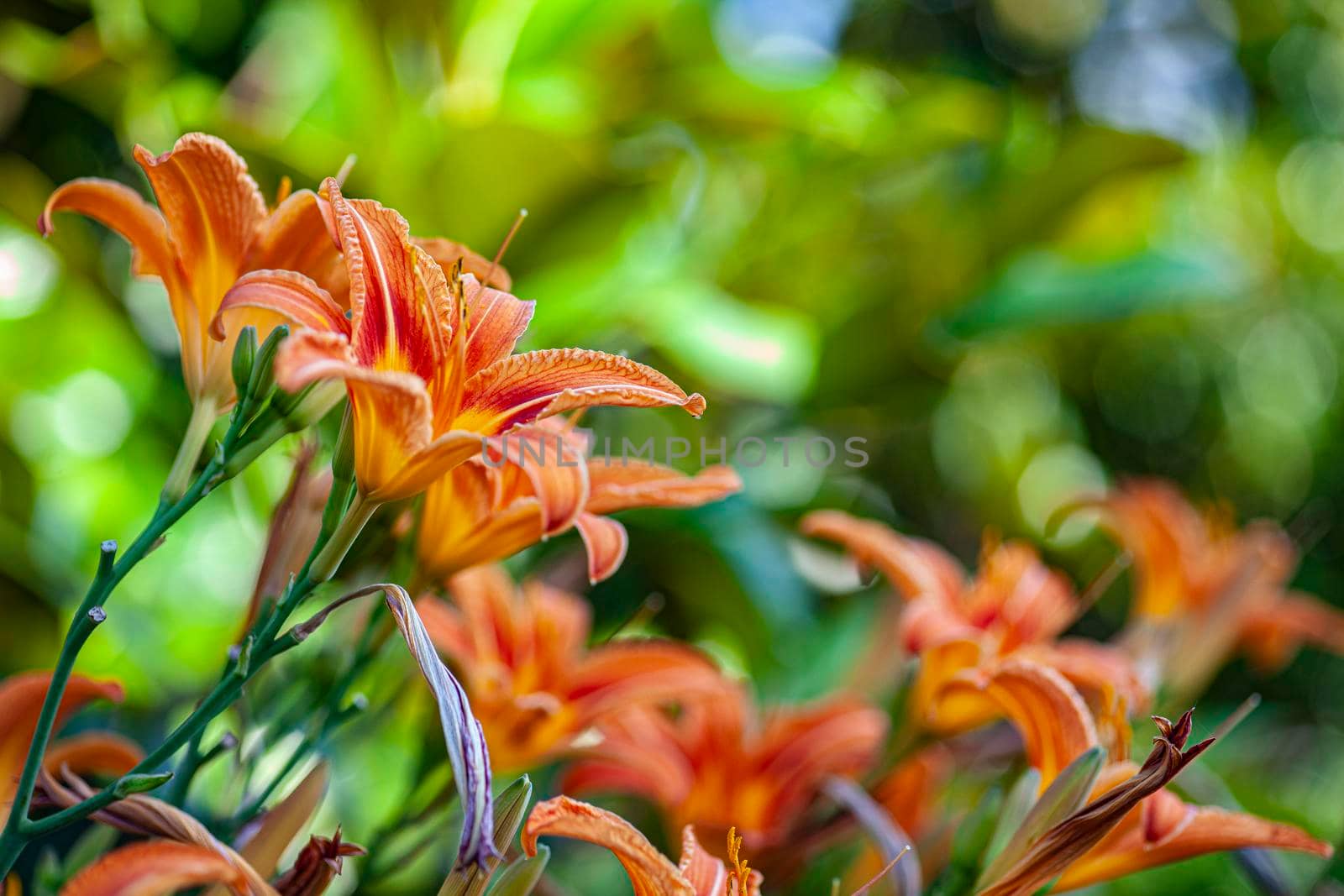 Orange Lilium flower detail 11 by pippocarlot