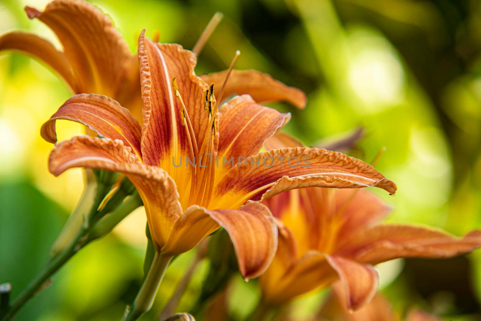 Orange Lilium flower detail by pippocarlot