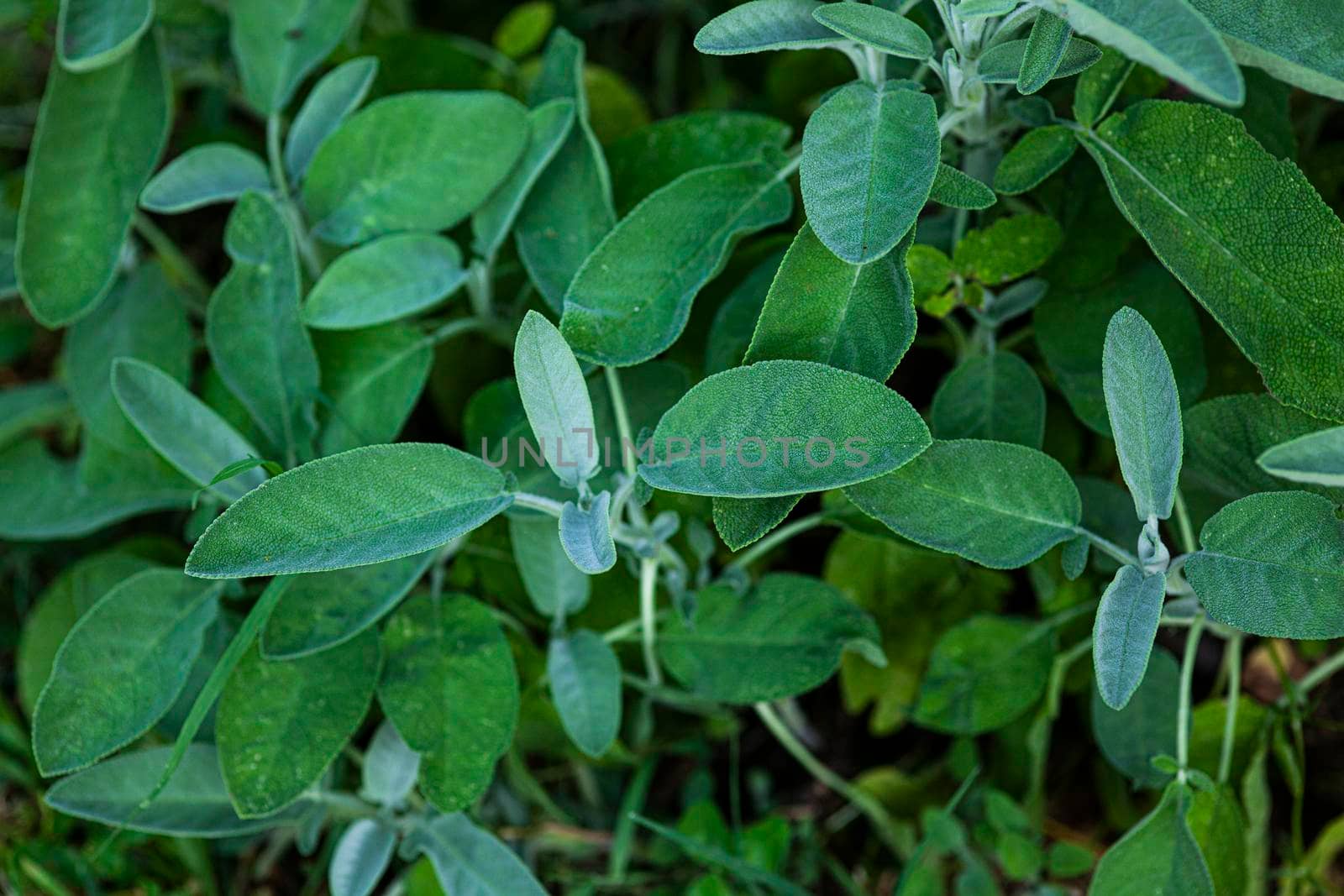 Macro detail of Wild sage leaves in nature