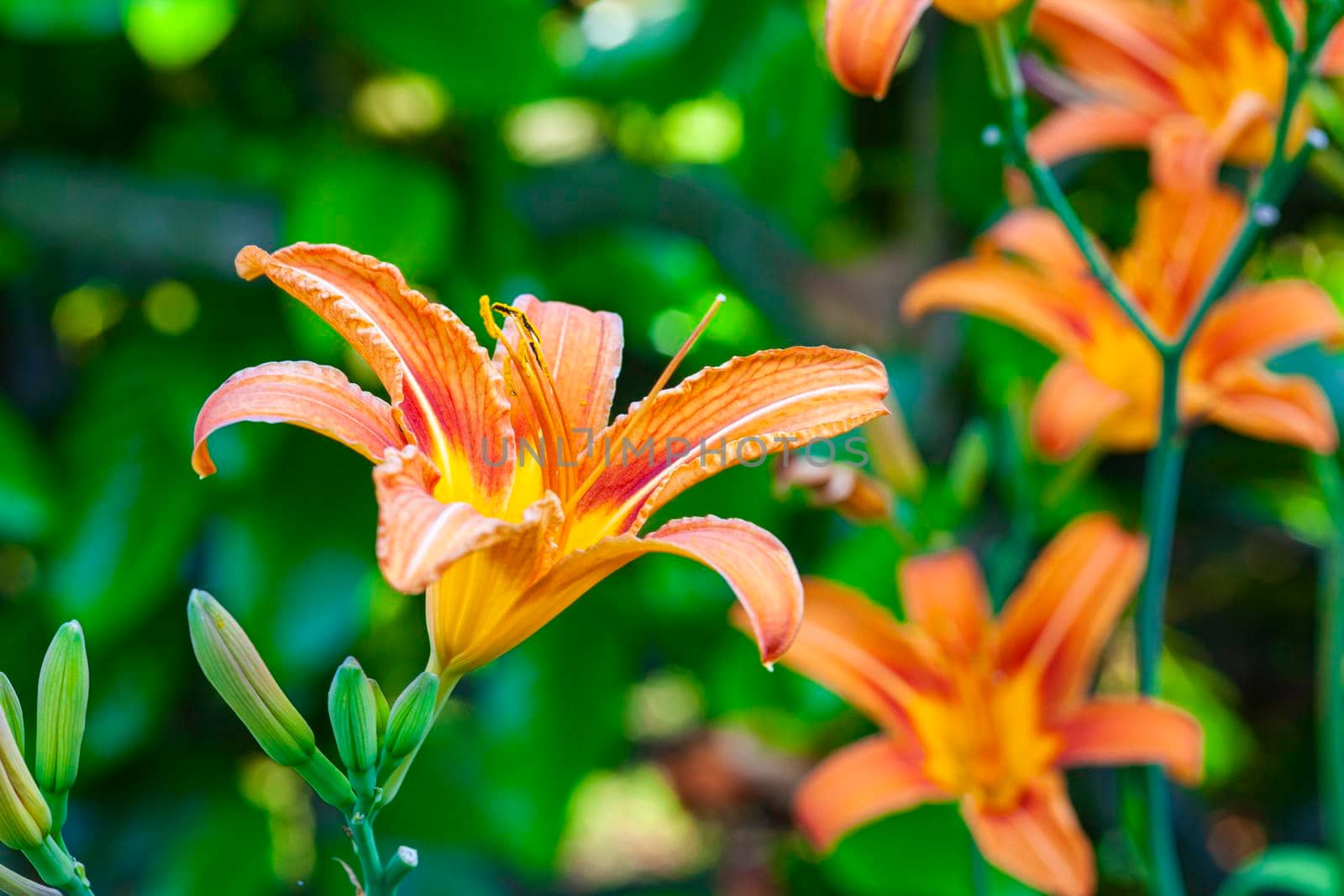 Macro shot of Orange Lilium flower detail in nature at sunset time