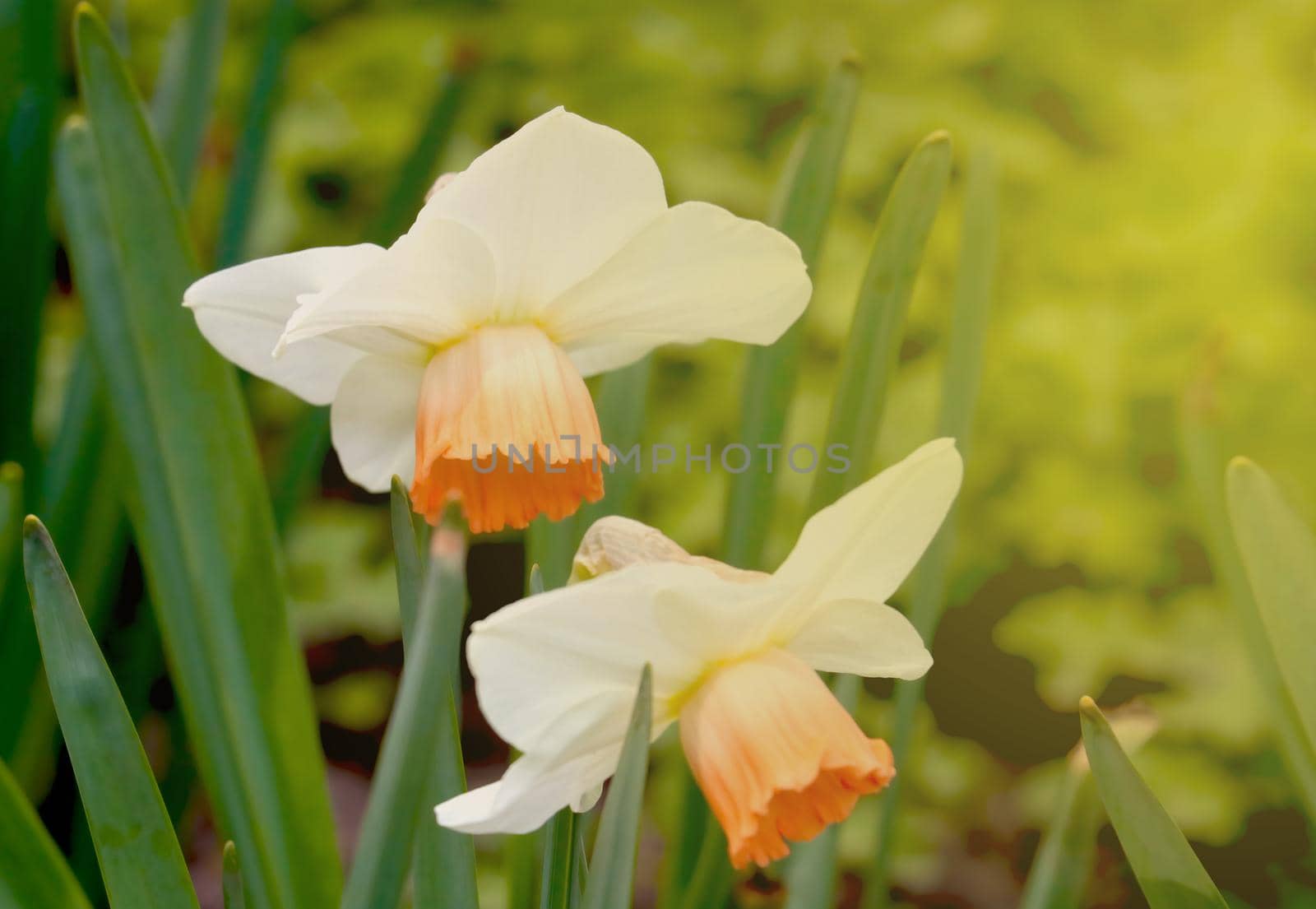Blooming daffodils in the garden during sunset