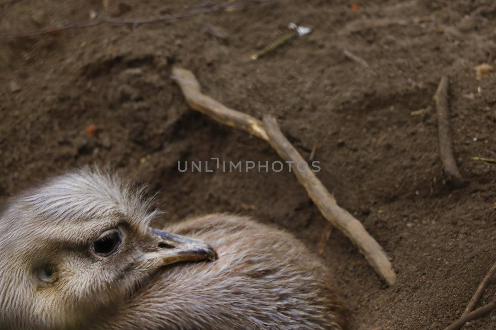 Blurred background. Out of focus. Ostrich close-up