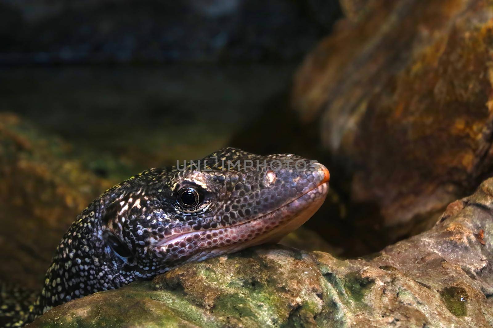 Close-up on a monitor lizard on a stone in the park