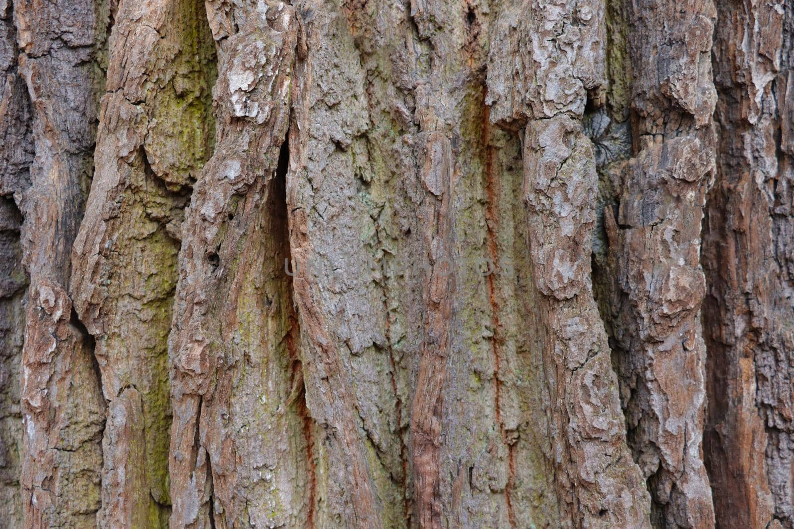 Close-up on the bark and trunk of an old large tree, wood grain