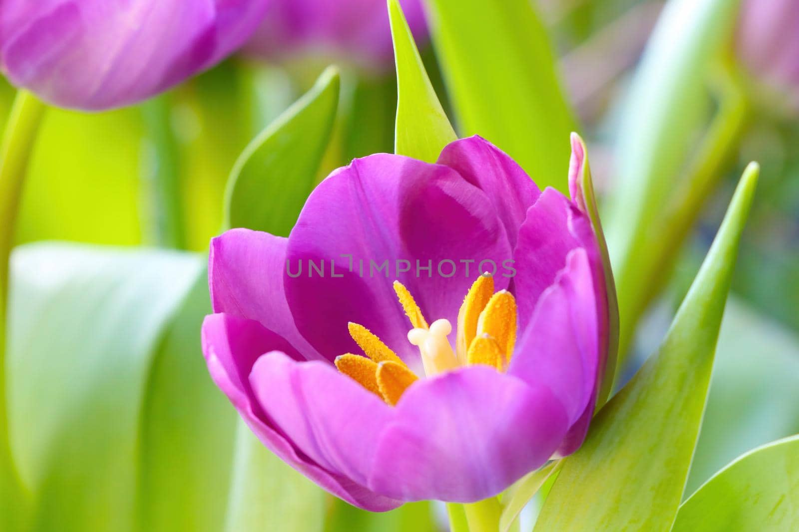 Close-up on a blooming fragrant tulip. Fresh flowers