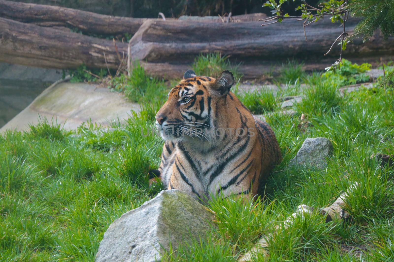 Selective focus. A young tiger lies in the grass and looks attentively