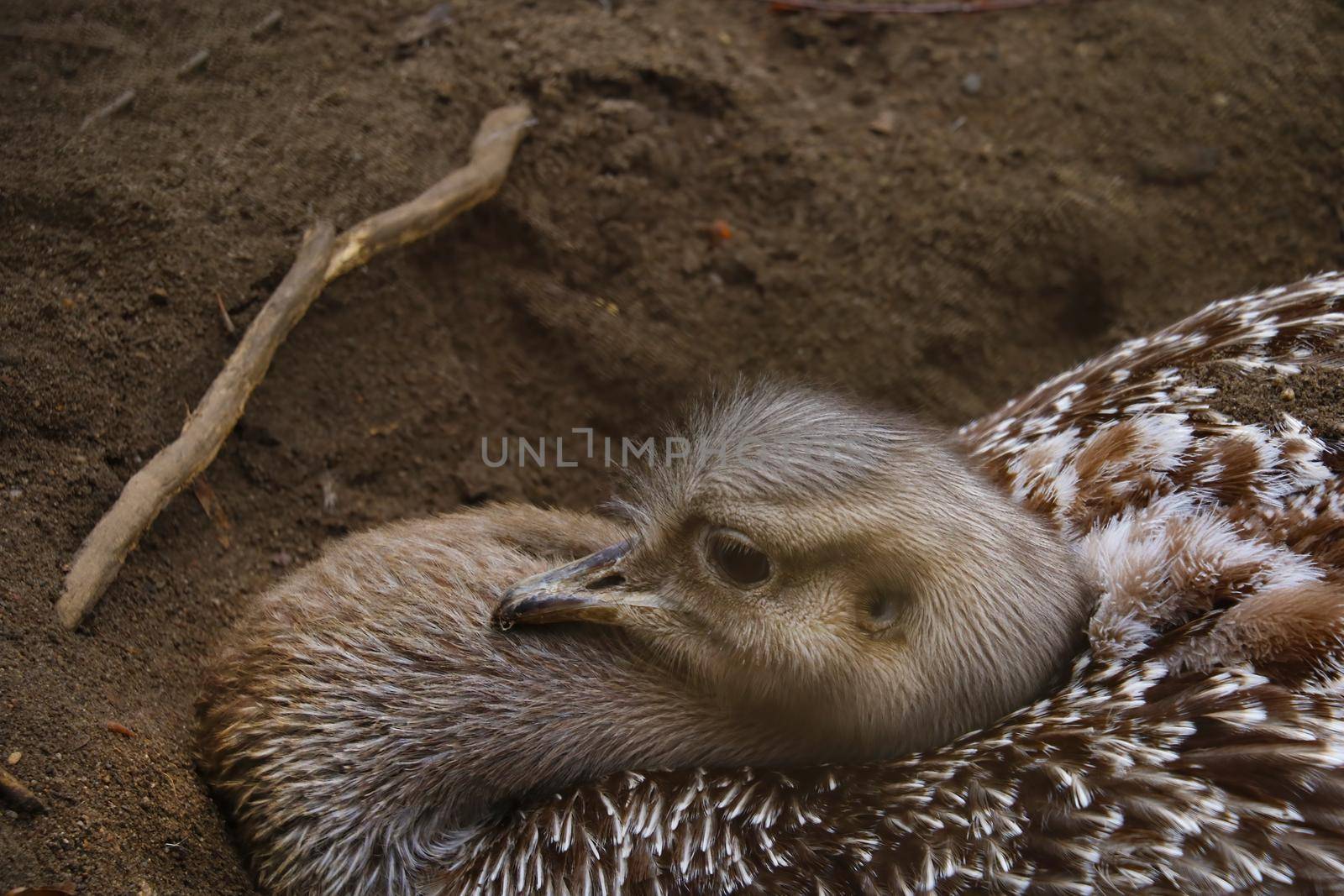 Close-up on the head of an ostrich sitting on eggs in the sand. by kip02kas