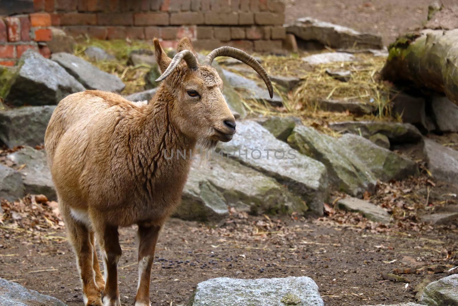 A mountain goat stands in the animal park close-up