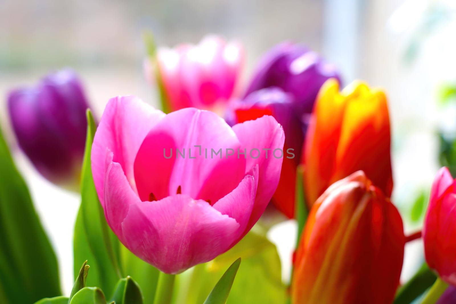 Close-up on a blooming fragrant tulip. Fresh flowers