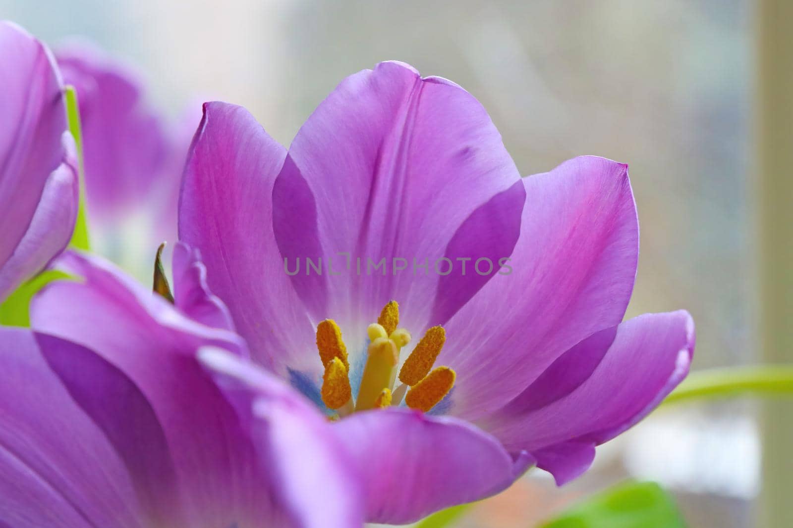 Close-up of a blossoming tulip in the park. by kip02kas