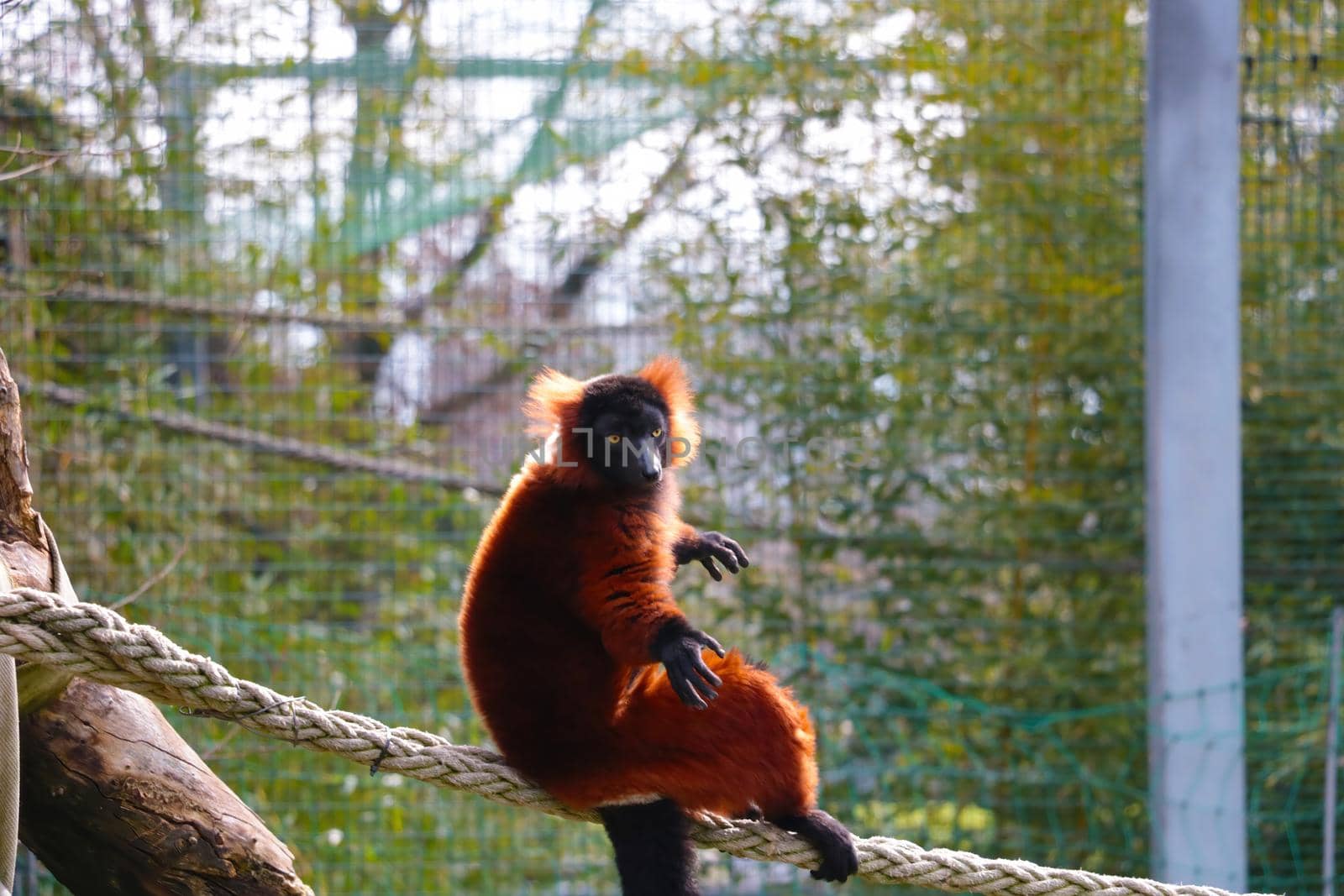 View of a beautiful lemur in the animal park