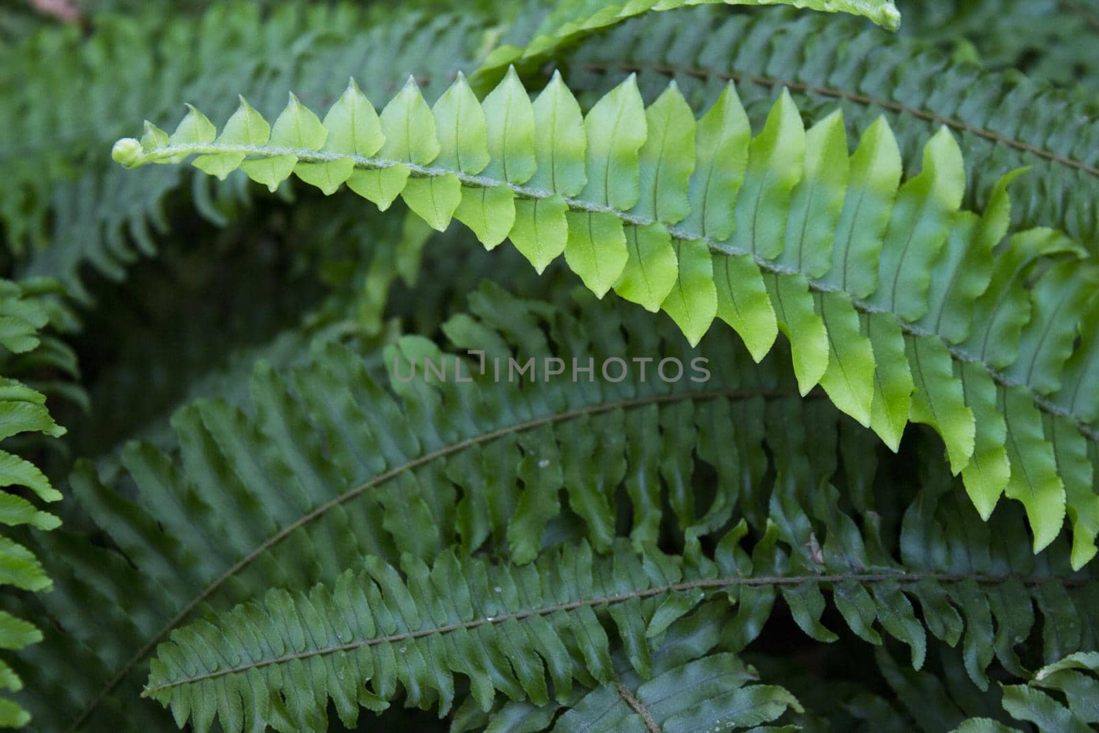 Dark green fern leaves in tropical environment. No people