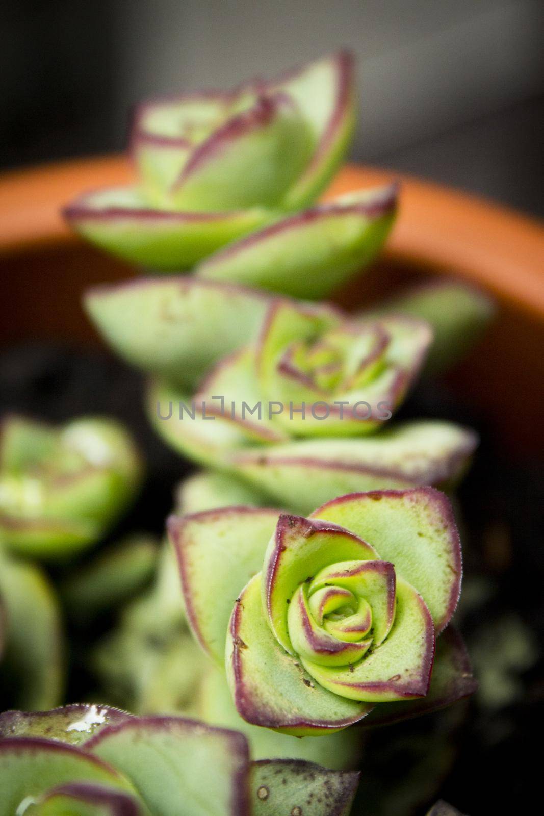 Succulent plant with rose shaped ramifications. Green an red color