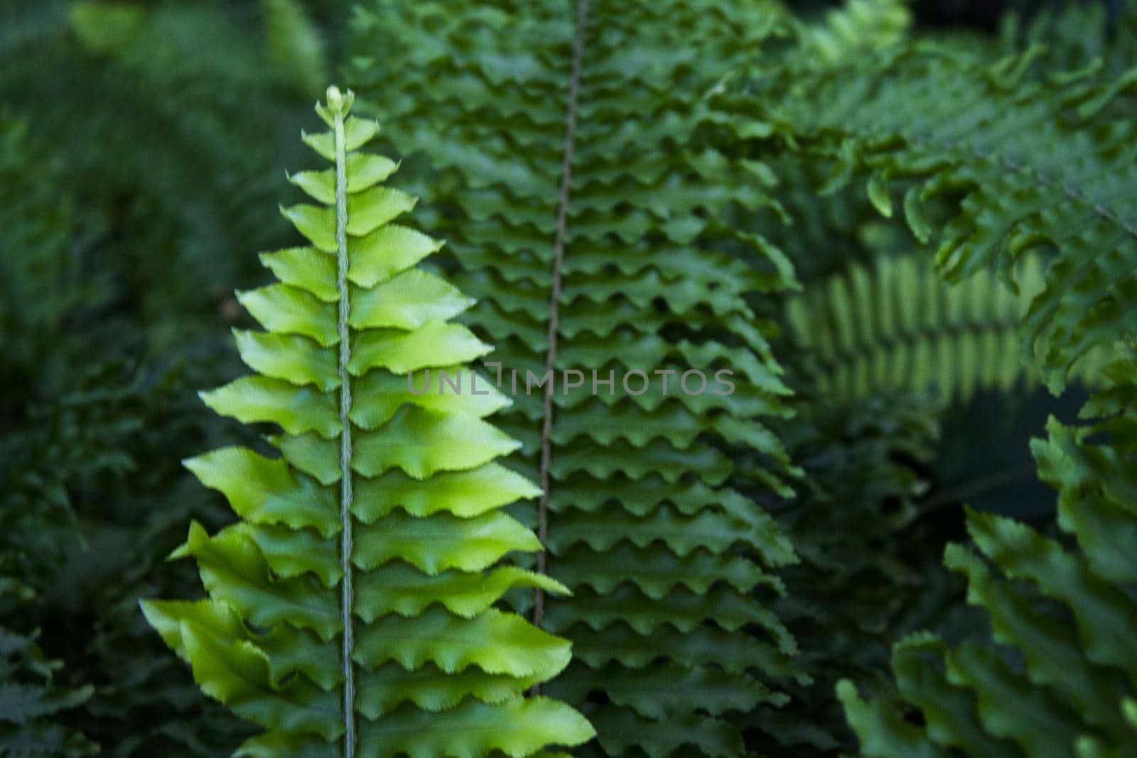 Dark green fern leaves in tropical environment. No people