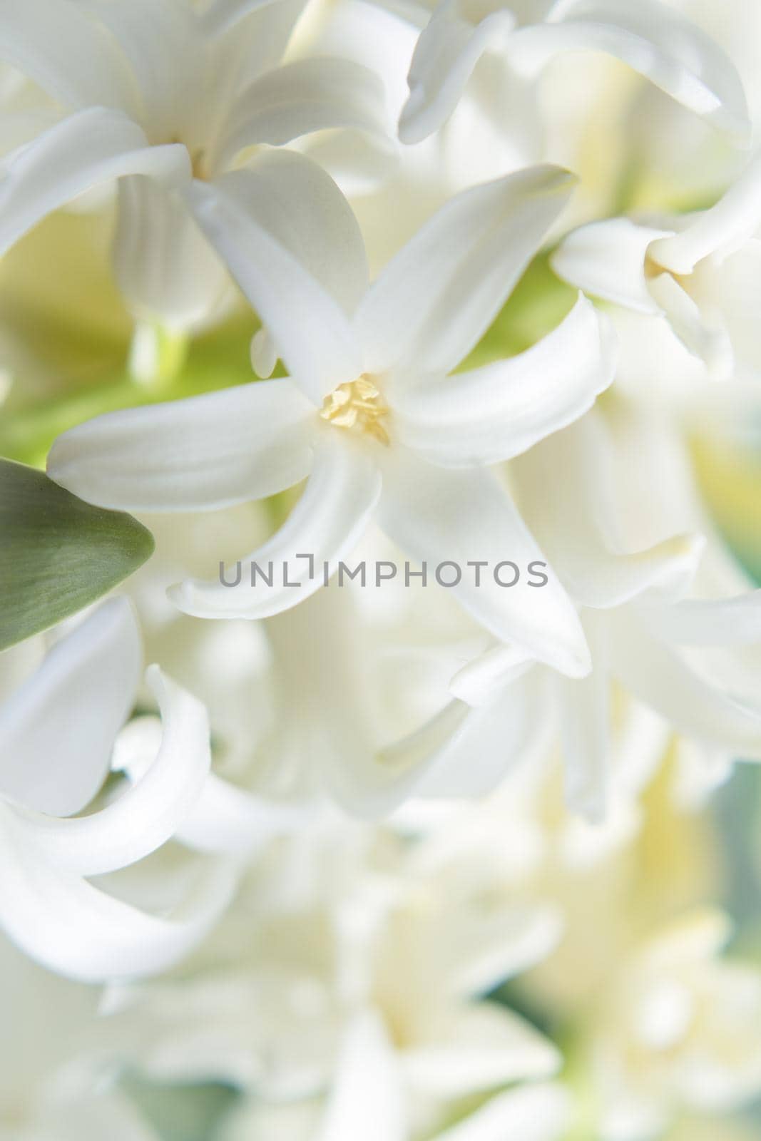 White hyacinth in full spring bloom. No people