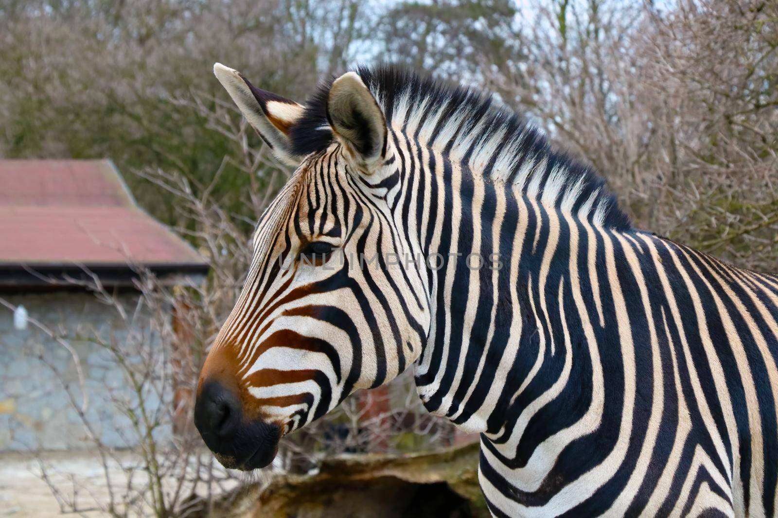 Close-up on a zebra in the animal park. by kip02kas