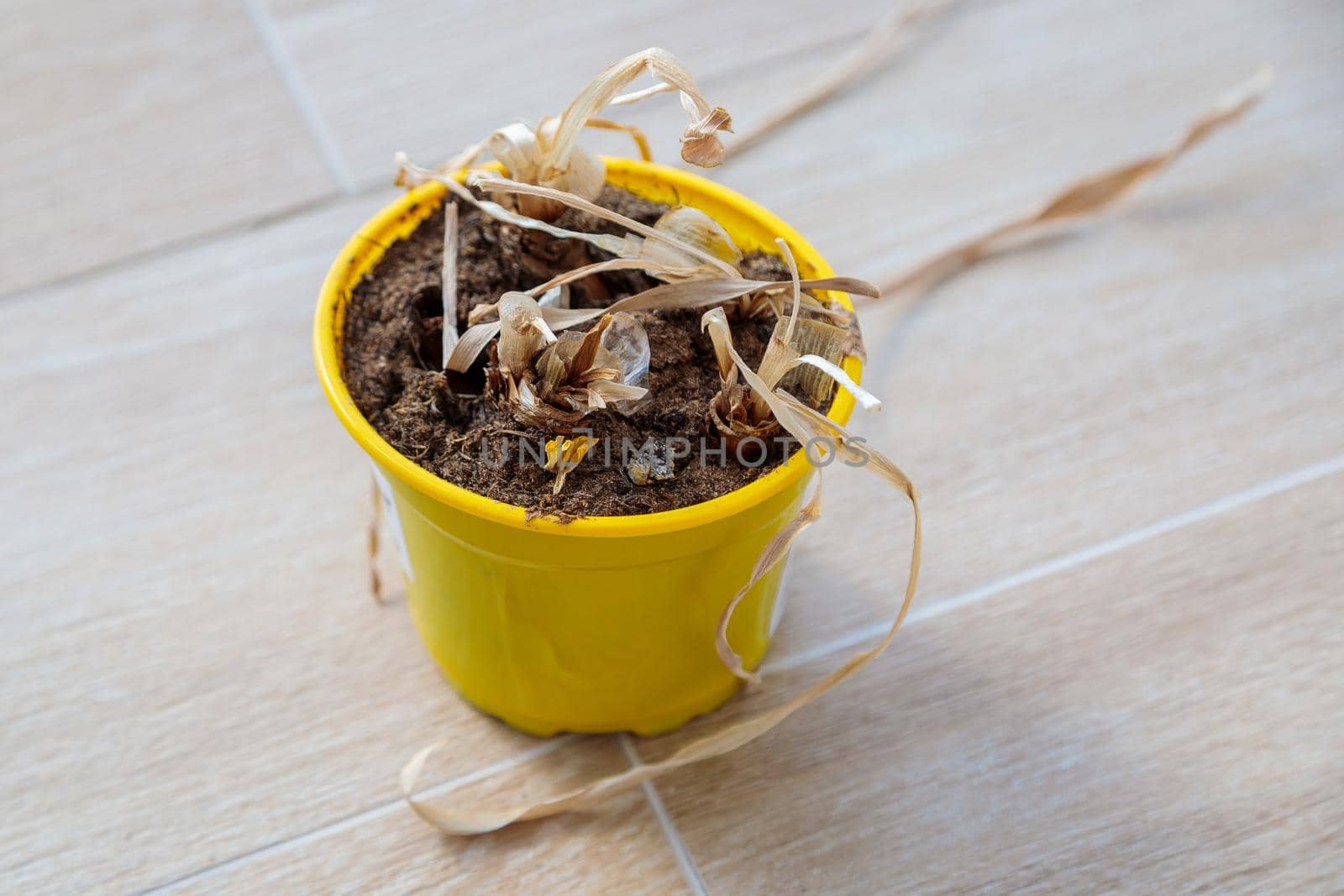 A dried up dead flower in a yellow pot. Long withered leaves.