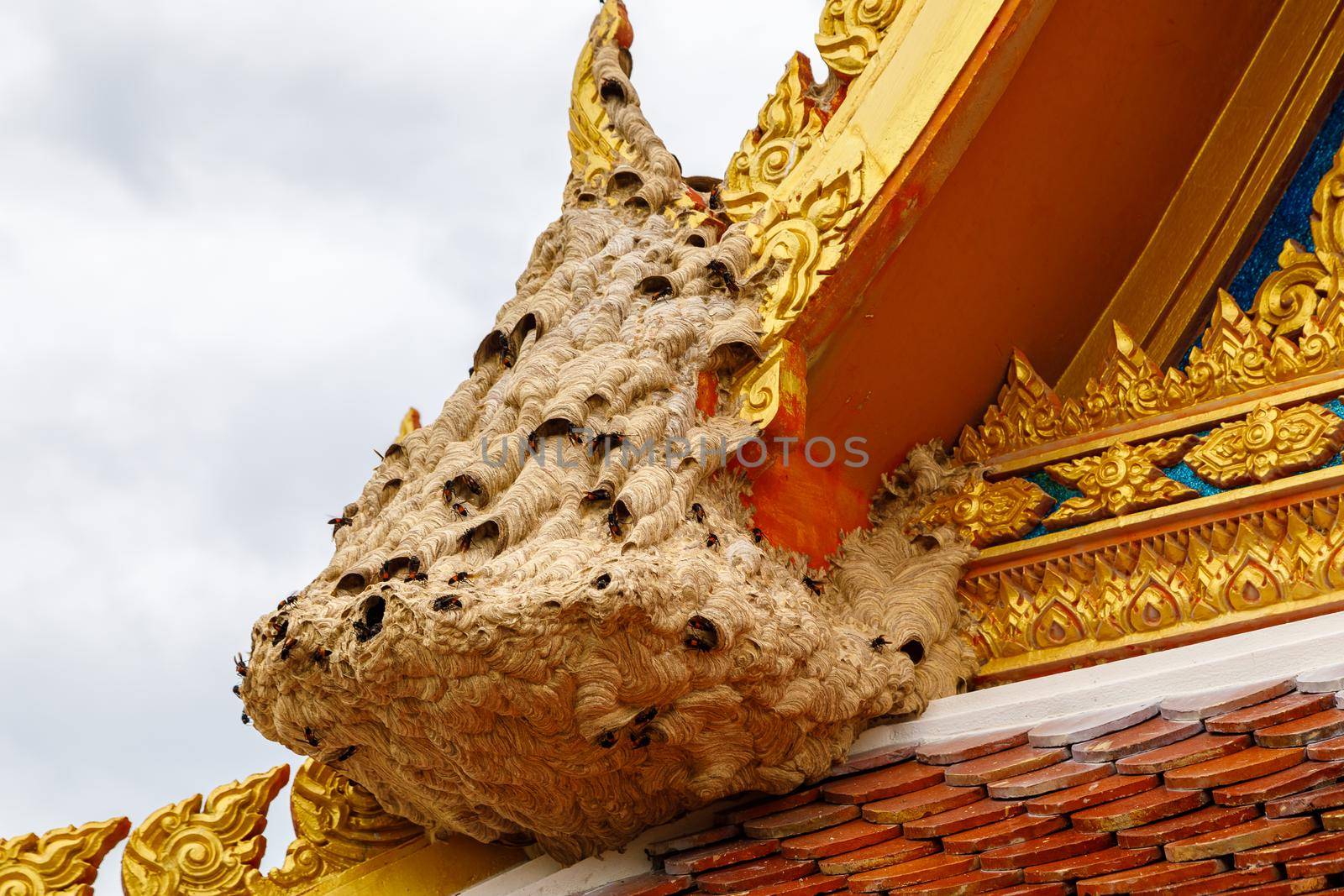 Wasp nest at the edge of the temple roof. Close-up.