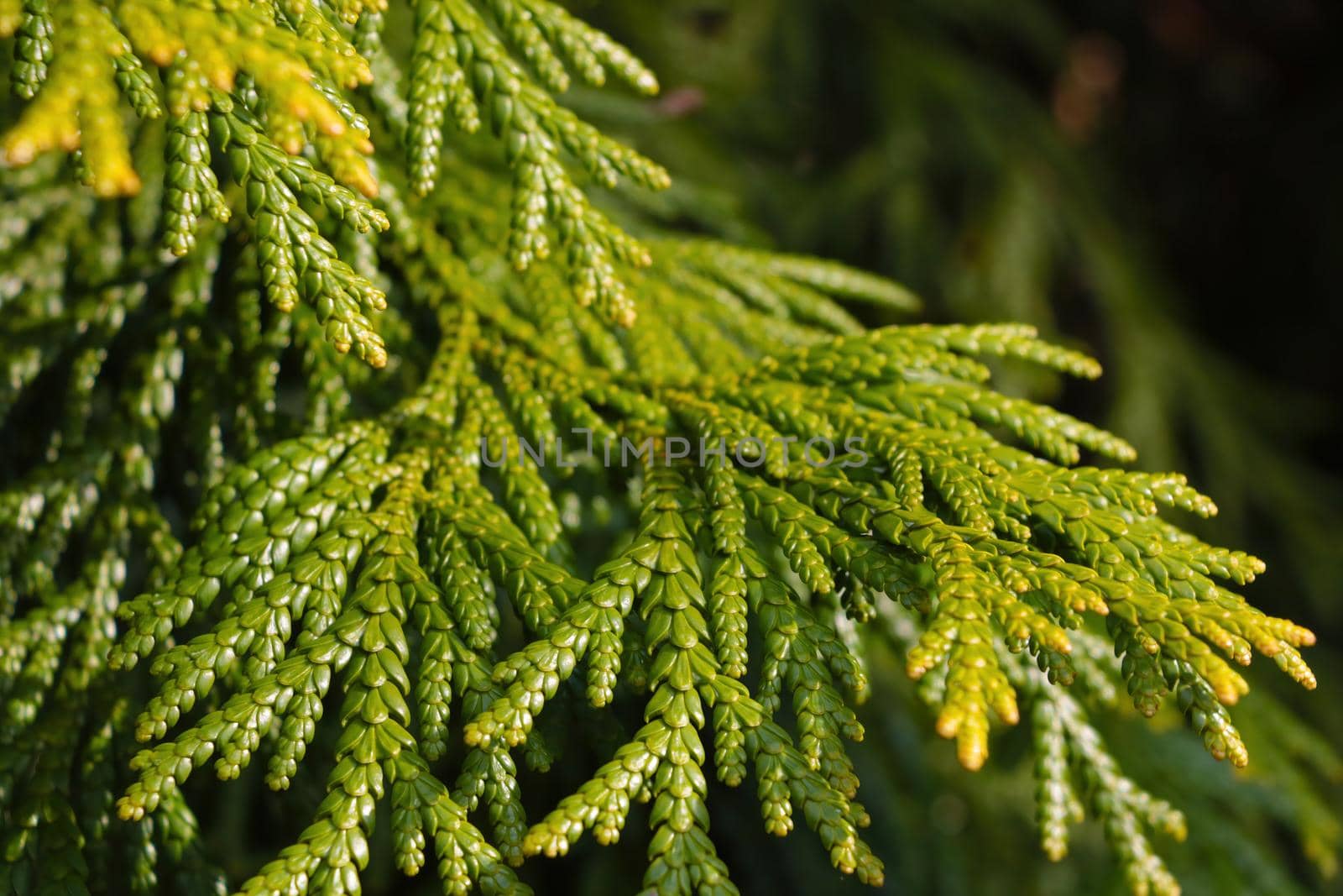 Young green branch of juniper in the park. by kip02kas