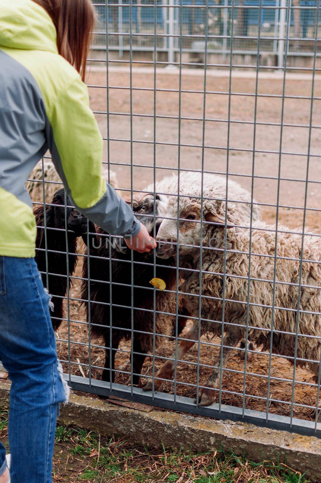 The girl feeds a brown sheep and a white ram. Animals Eat Apples Net Cage Mammals Zoo Selective Focus by Alla_Morozova93