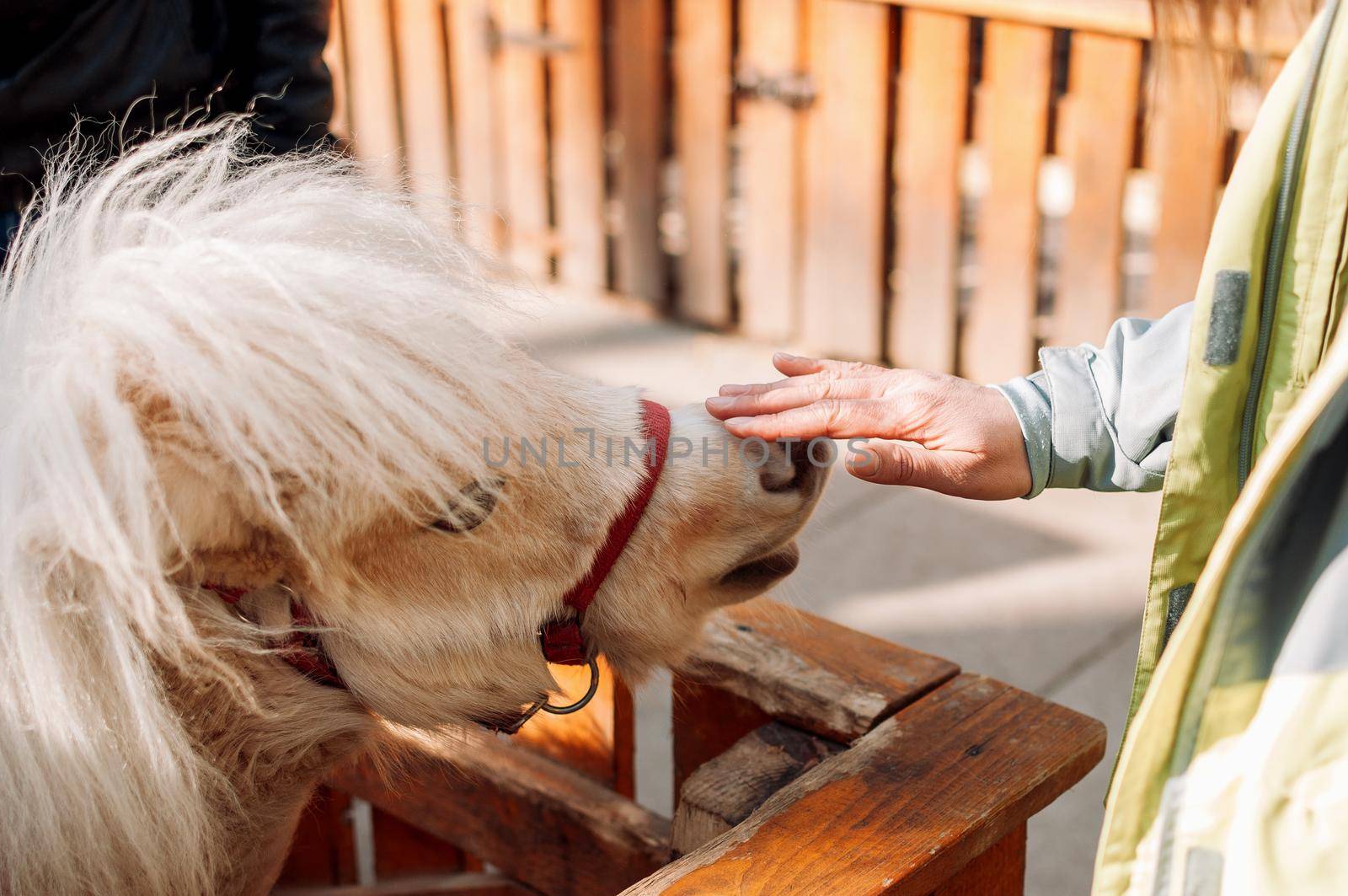 A young girl strokes a pony on the nose at the zoo through a wooden fence. The mammal is on the family farm.