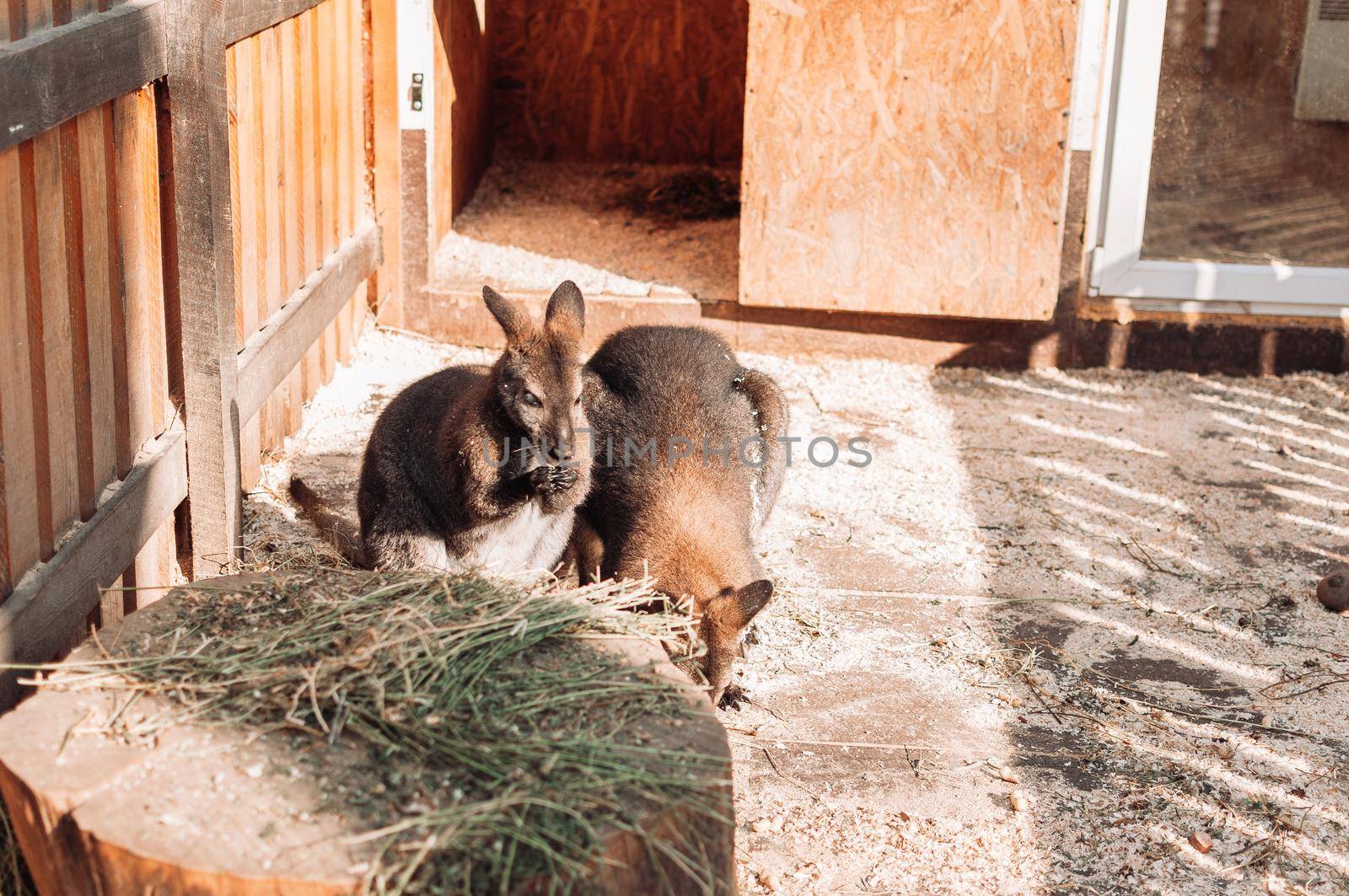 two baby kangaroos stand in a paddock near a haystack. Mammals live in the family zoo.