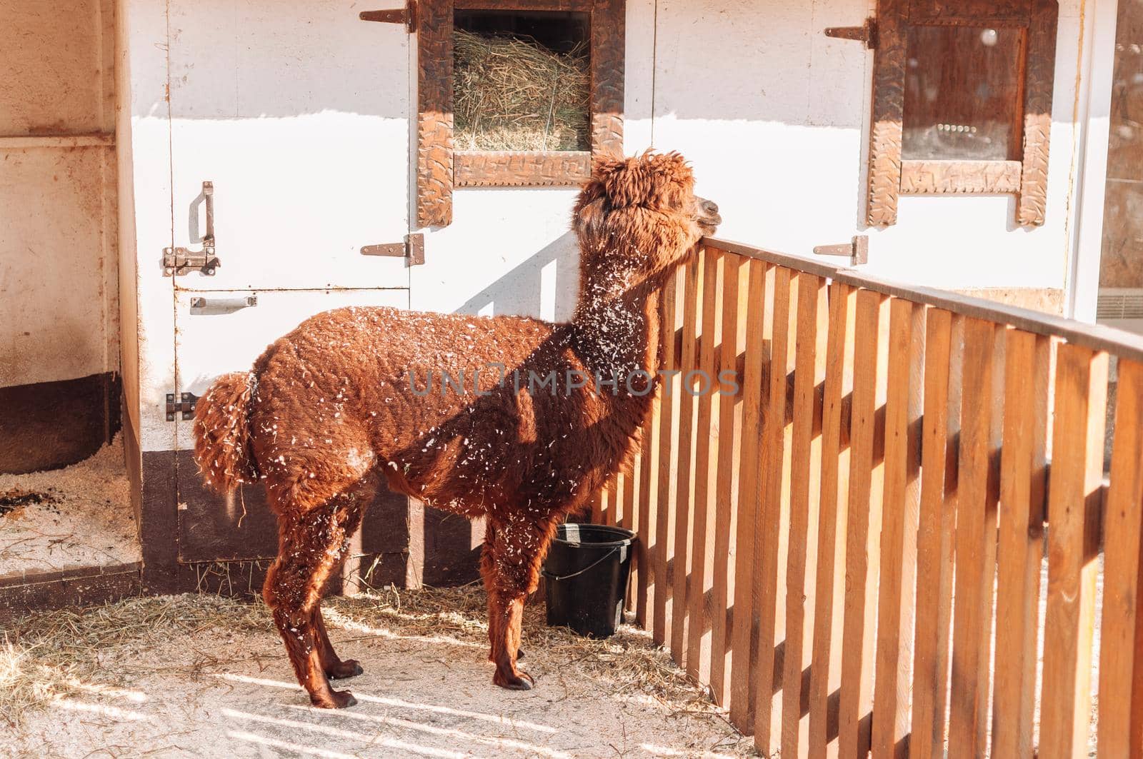 Llama in a pen on a family farm, a red fluffy shaggy llama. Portrait of a furry alpaca.Lama is a Peruvian farm cattle.