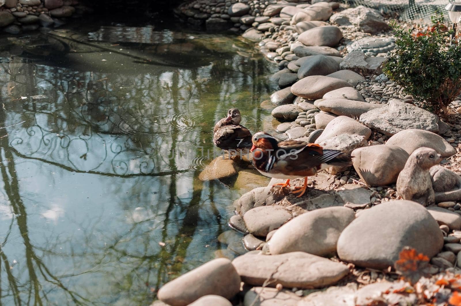 A duck with a green head and feathers went to a pebble beach near a pond in a special pond at the zoo for waterfowl.