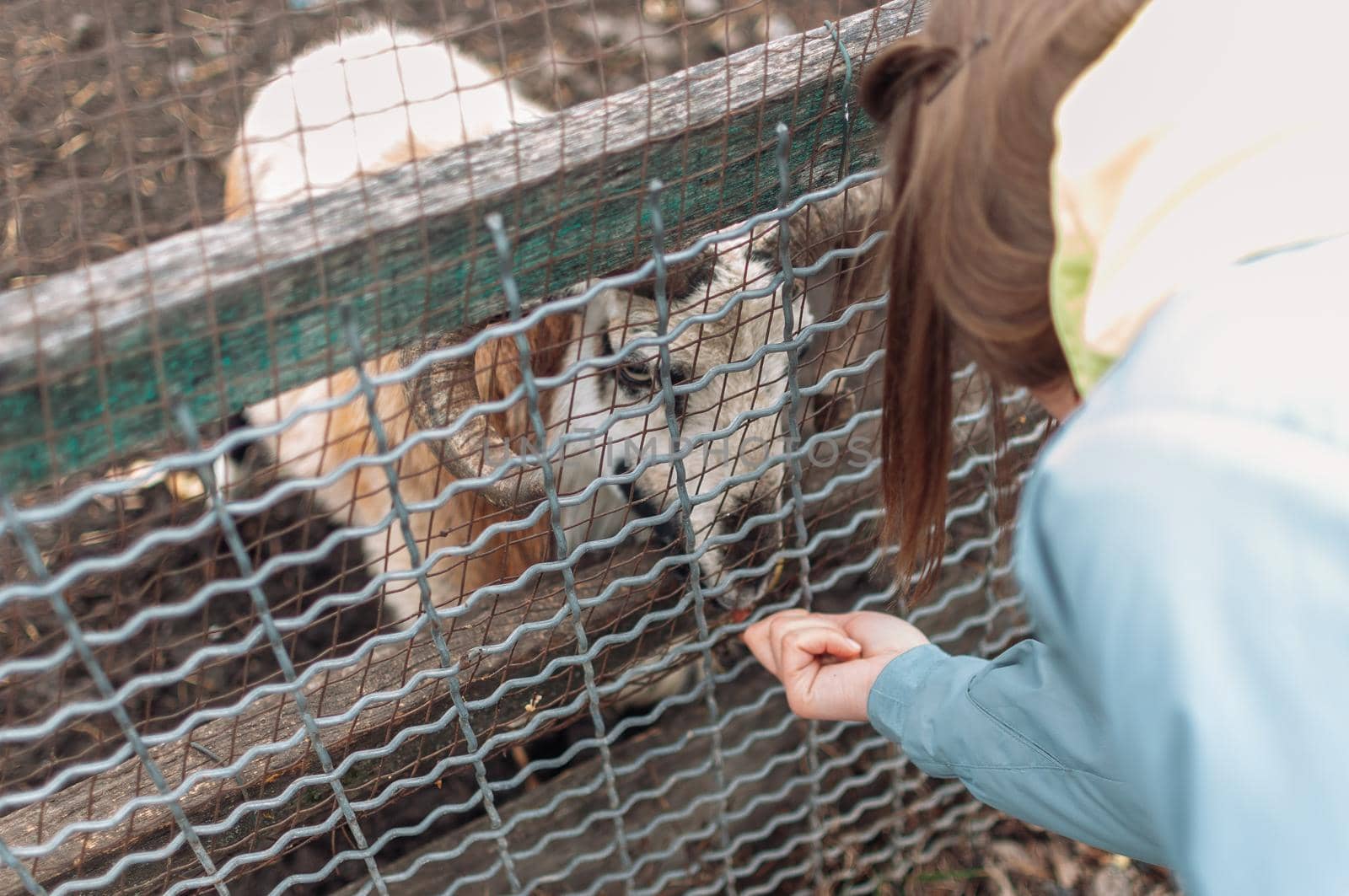 A girl feeds a white sheep with apples through a net in a cage. The mammal is in the zoo. by Alla_Morozova93