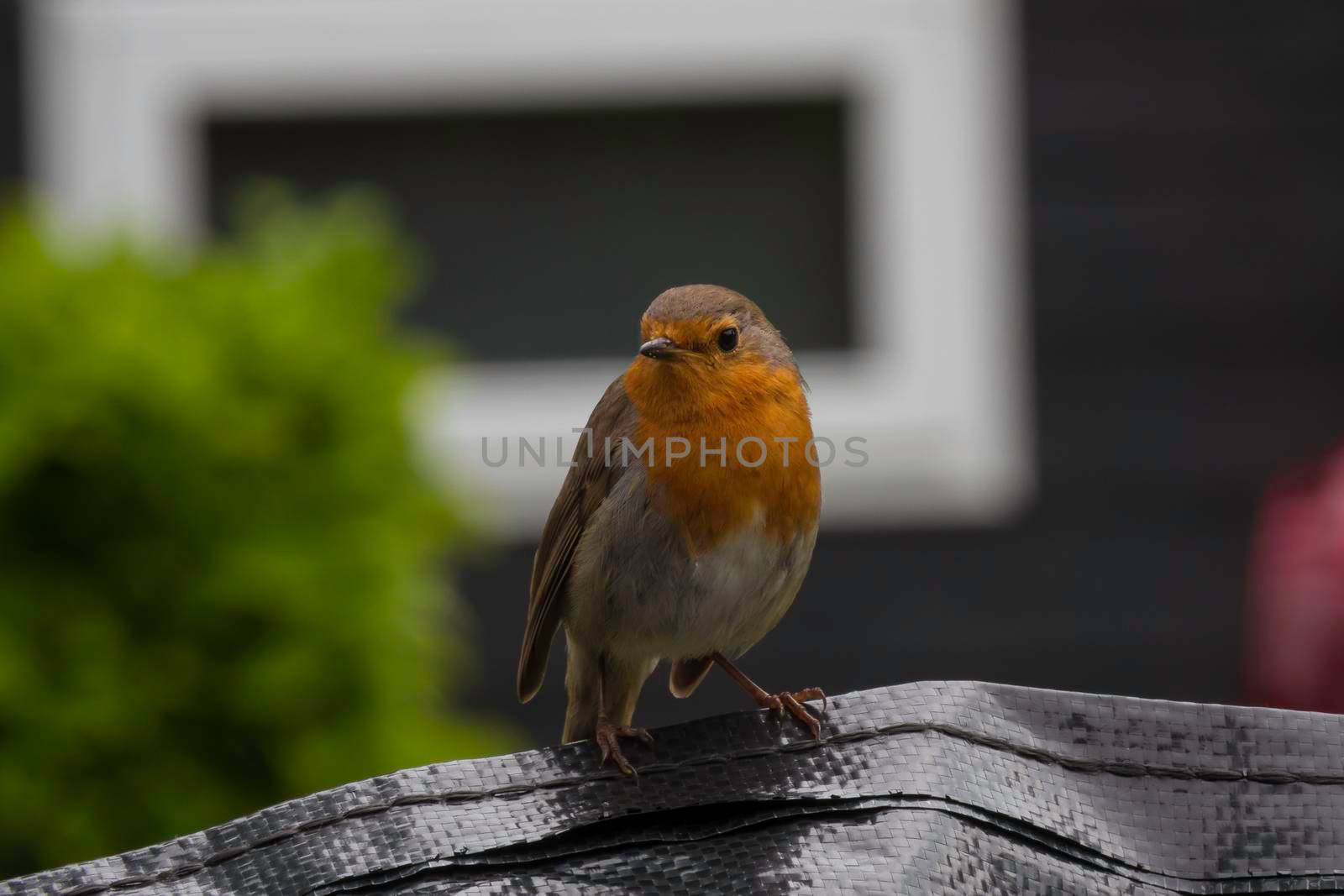 a robin bird in the garden  looking at the camera 