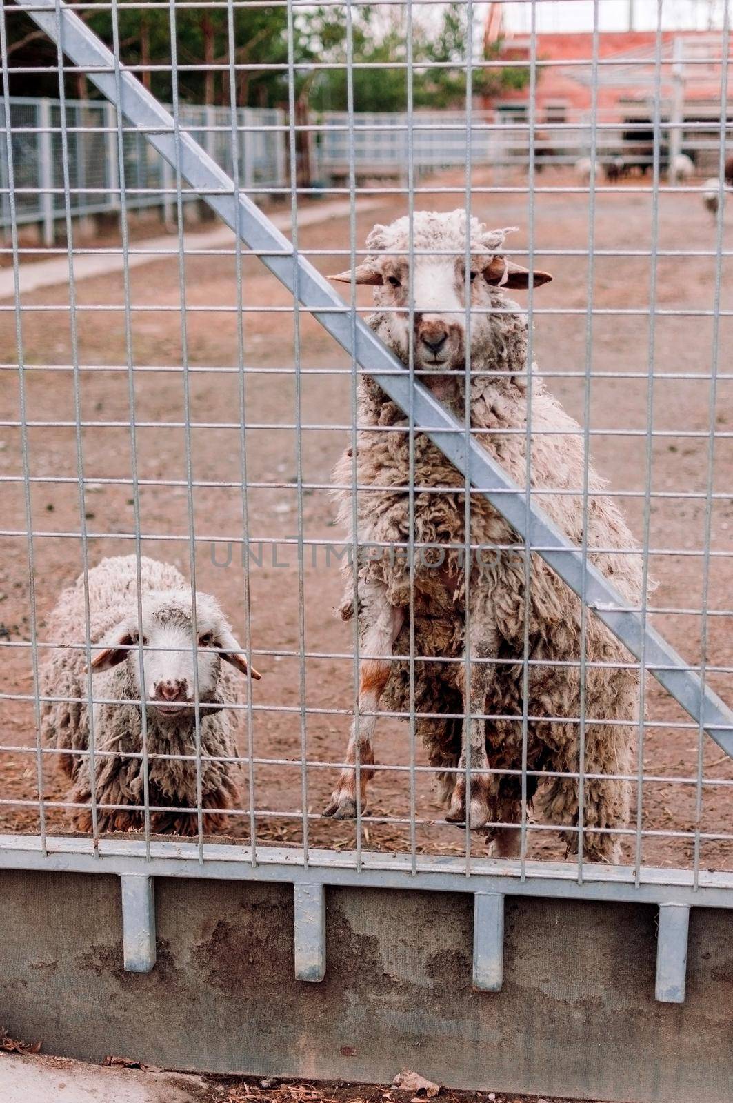 Two sheep look into the frame of the fence at the farm. Hungry mammals in the zoo. Selective focus.