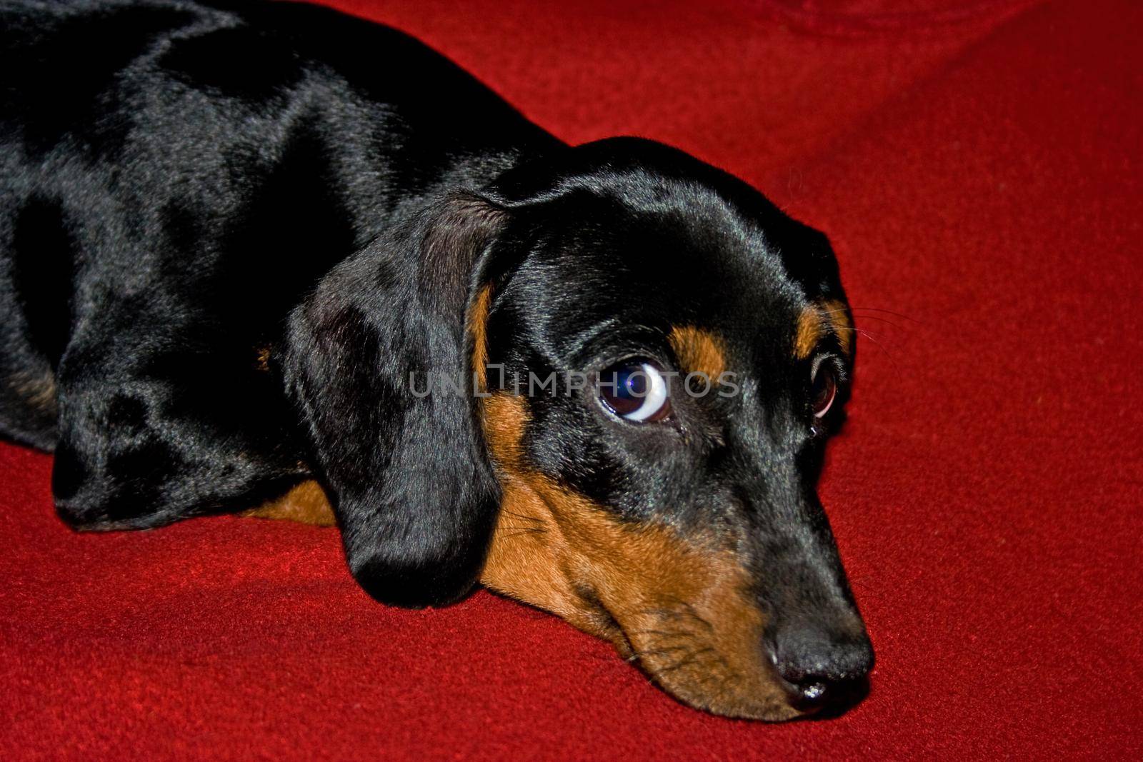 Young Dachshund on red 9083 by kobus_peche