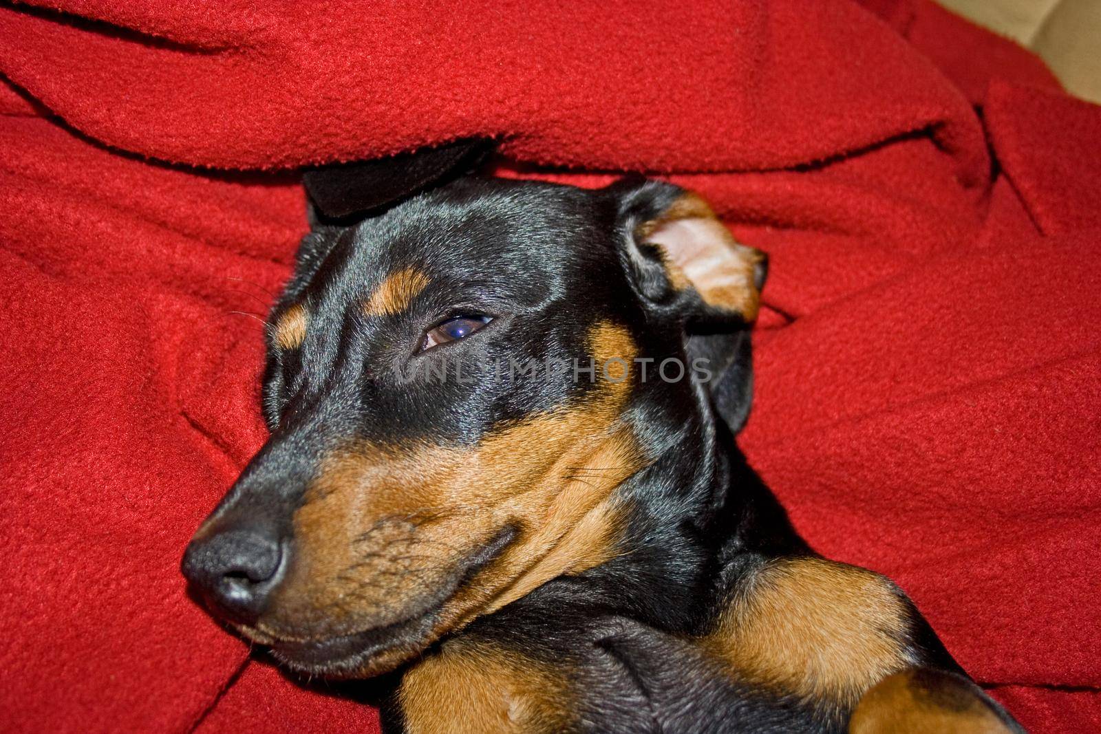 A young Dachshund pup drowsing on a red blanket