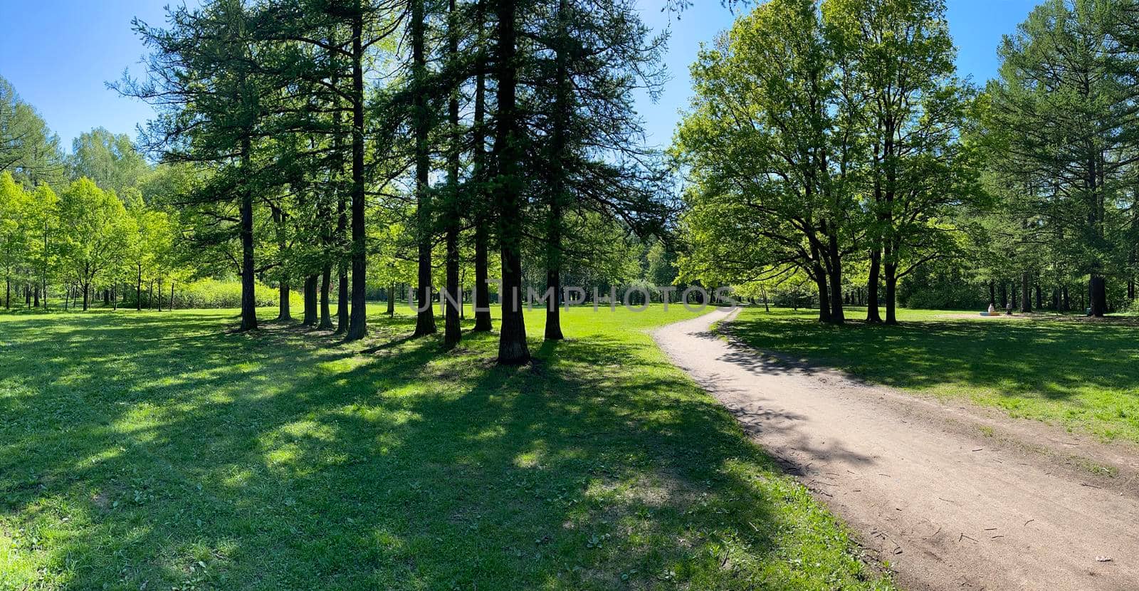 Panorama of first days of summer in a park, long shadows, blue sky, Buds of trees, Trunks of birches, sunny day, green meadow. High quality photo