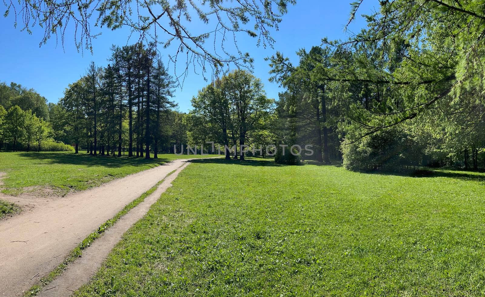 Panorama of first days of summer in a park, long shadows, blue sky, Buds of trees, Trunks of birches, sunny day, green meadow. High quality photo