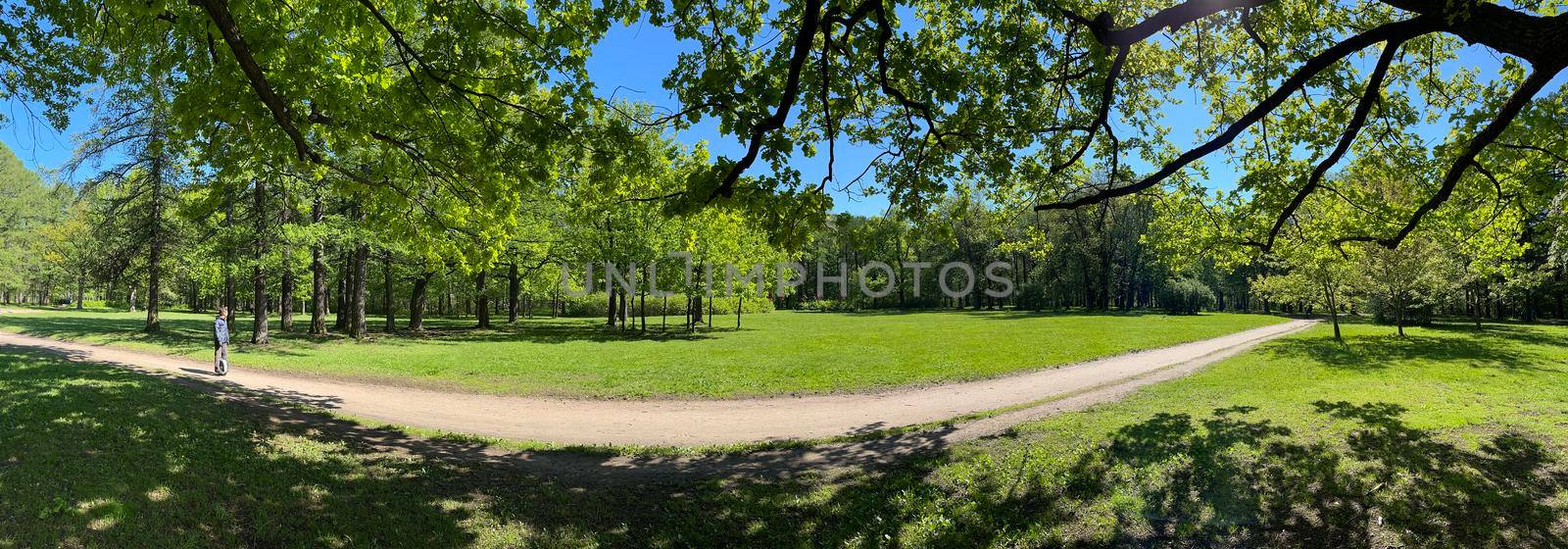 Panorama of first days of summer in a park, long shadows, blue sky, Buds of trees, Trunks of birches, sunny day, green meadow by vladimirdrozdin