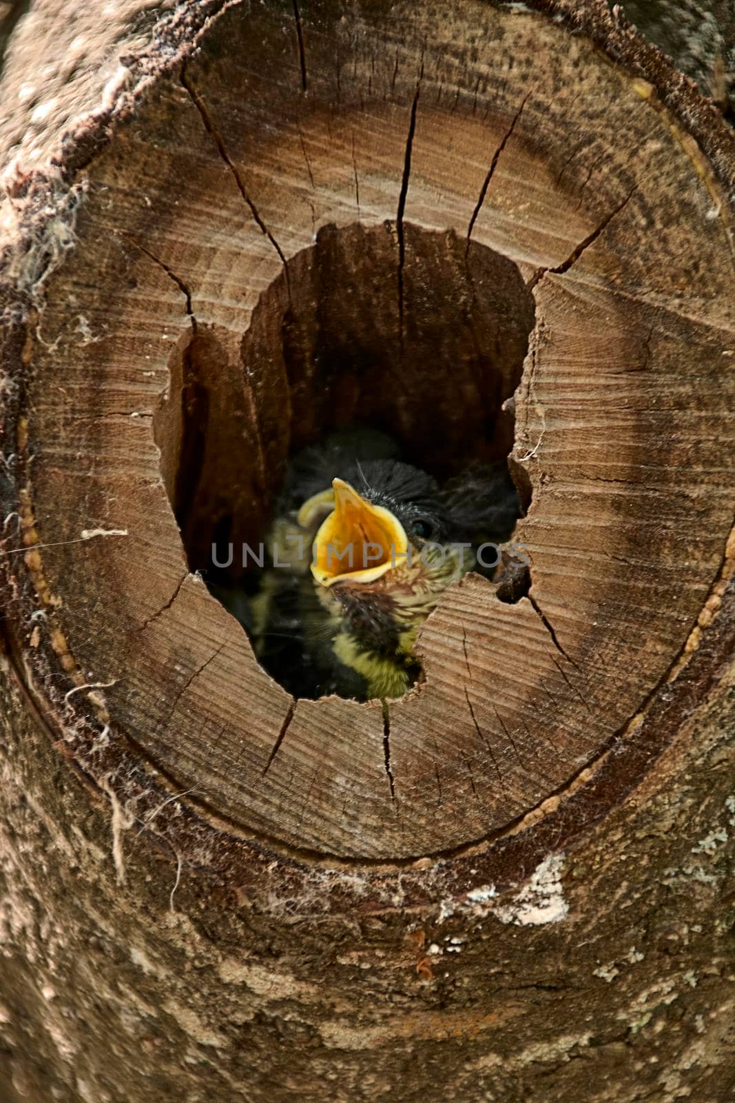 Two small birds in a nest inside a tree. Wood, close-up, detail and macro photography, blurred background. Hatchling begging for food