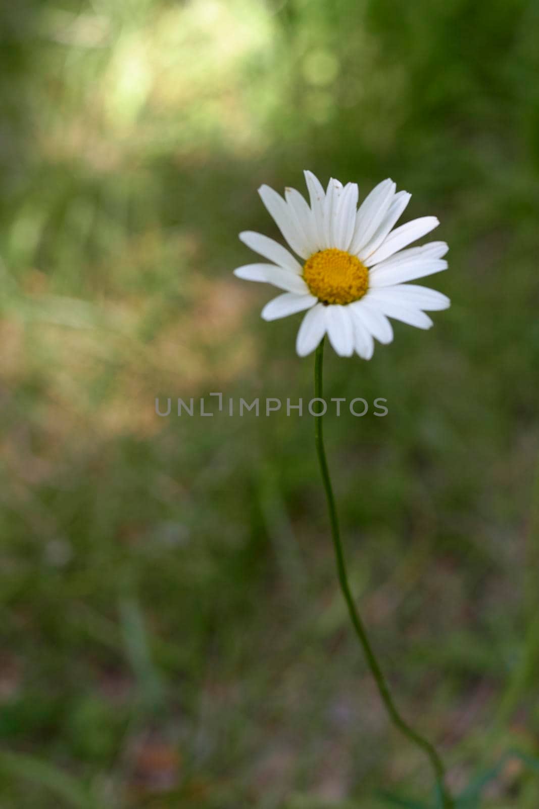 A daisy flower with stem. Unfocused background and green, front view, no contrast, yellow and white.