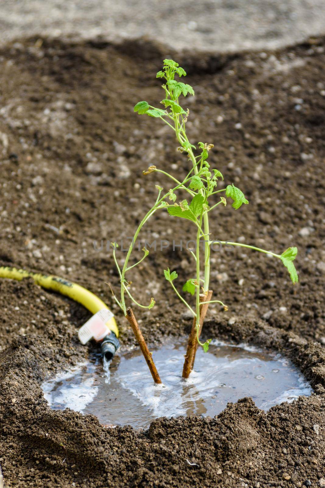 Watering a freshly planted currant seedling on the background of the weeded earth by Madhourse