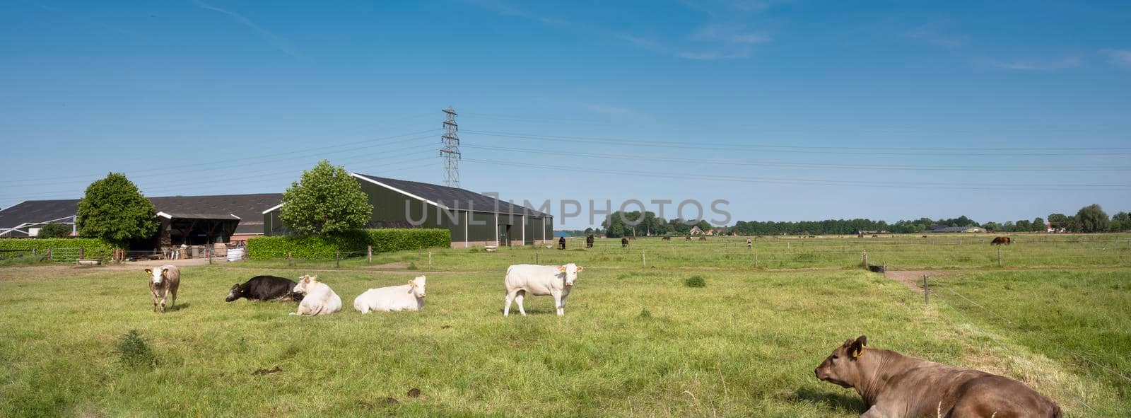 beef cows under blue summer sky in green grassy meadow in holland between nijmegen and arnhem near farm