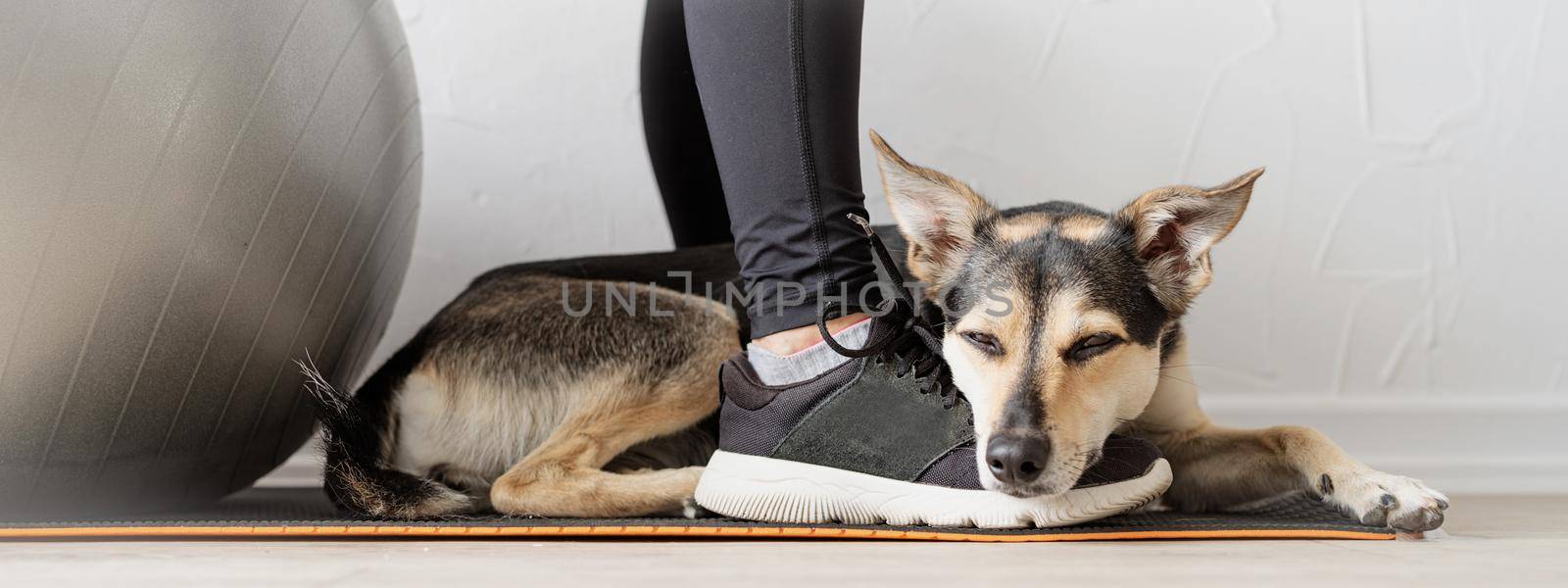 Sport and healthy lifestyle concept. Female legs in sneakers. Cute mixed breed dog lying on the feet of the woman