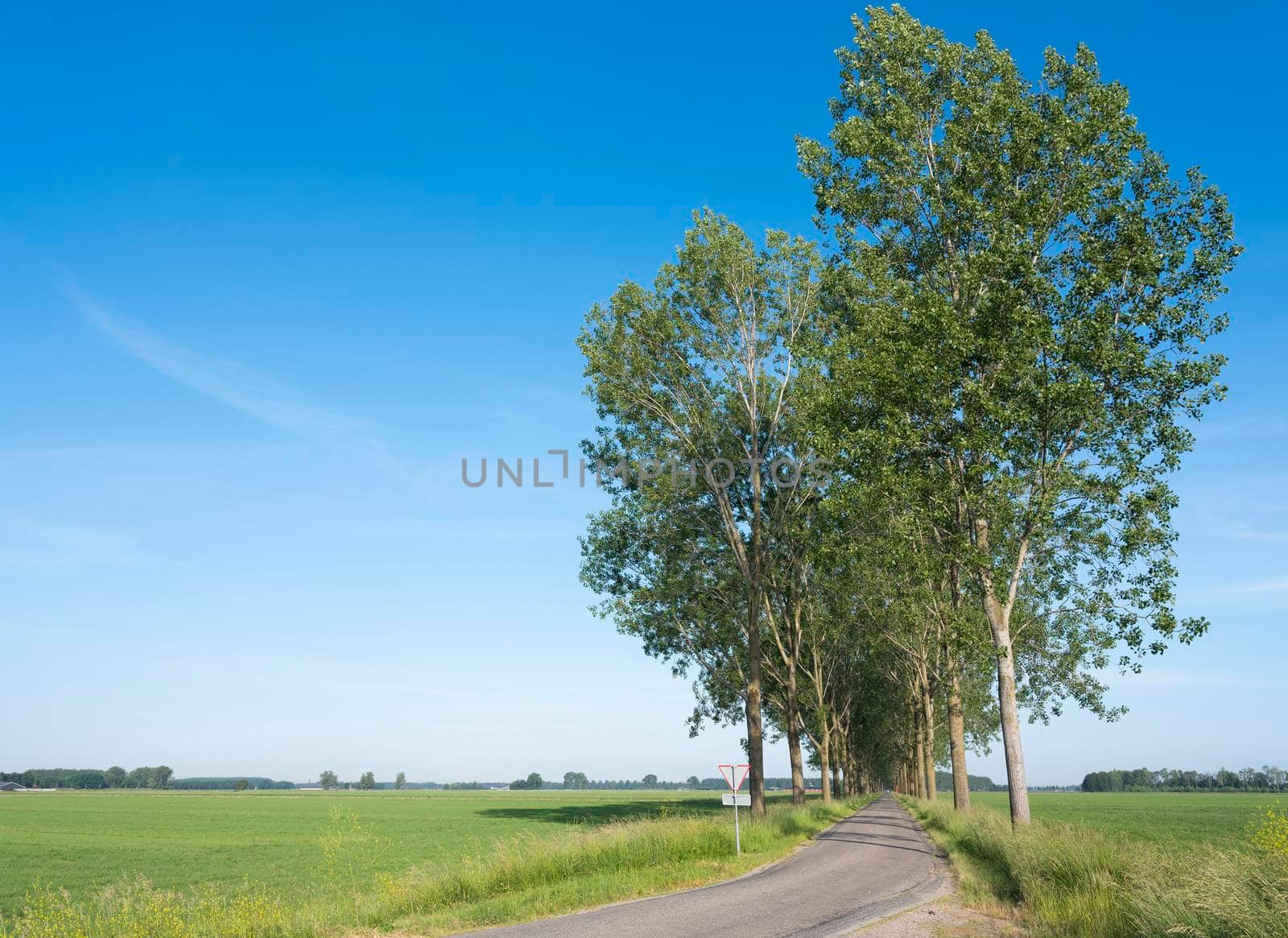 country road and green meadows in countryside near nijmegen in the netherlands under blue sky in summer