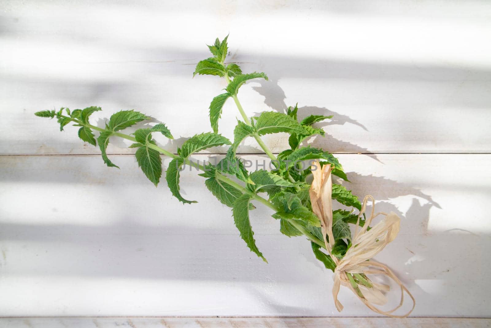 Sprigs of green peppermint on white table  by fotografiche.eu