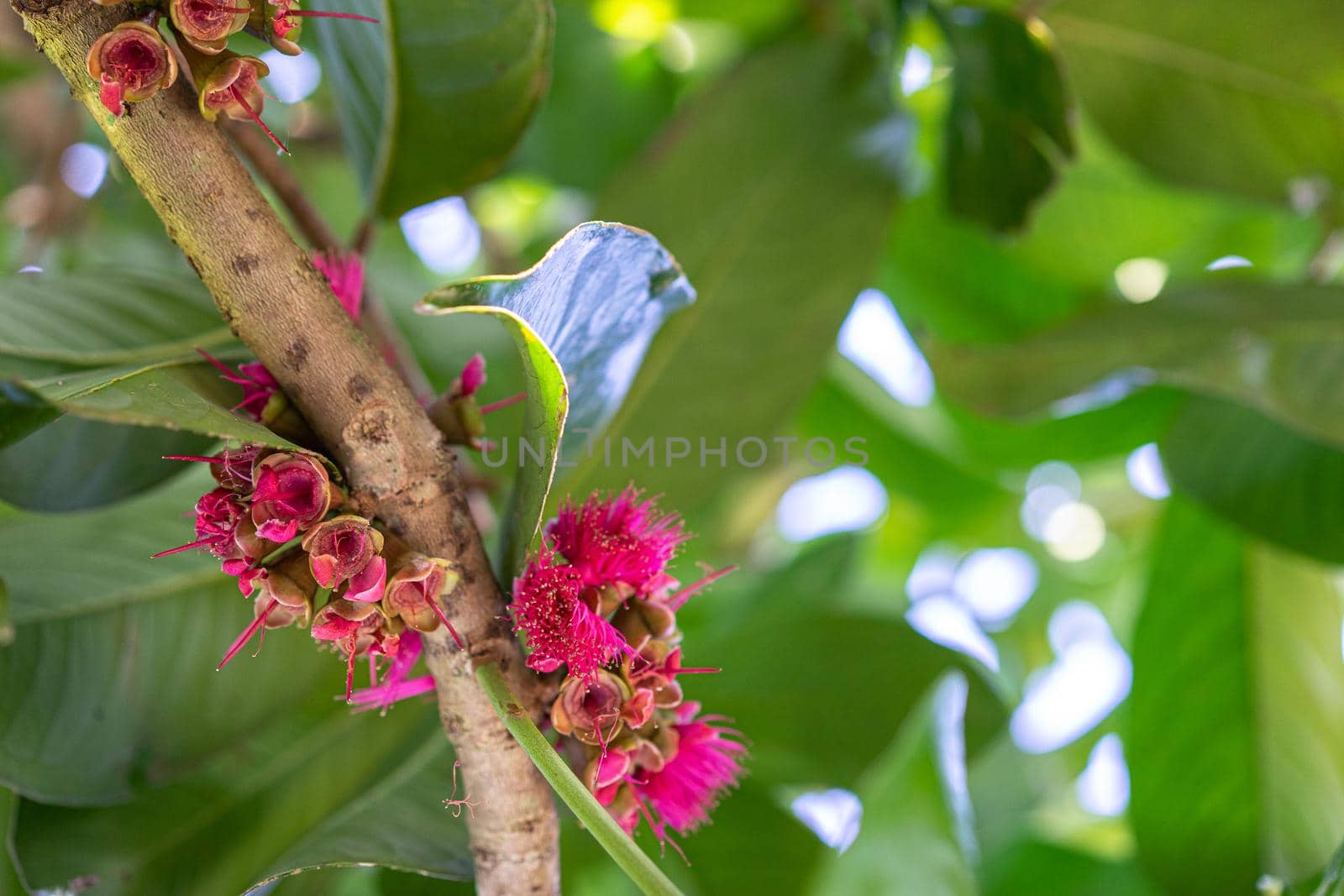 Malay apple, Malay rose apple flower on tree in the garden by domonite
