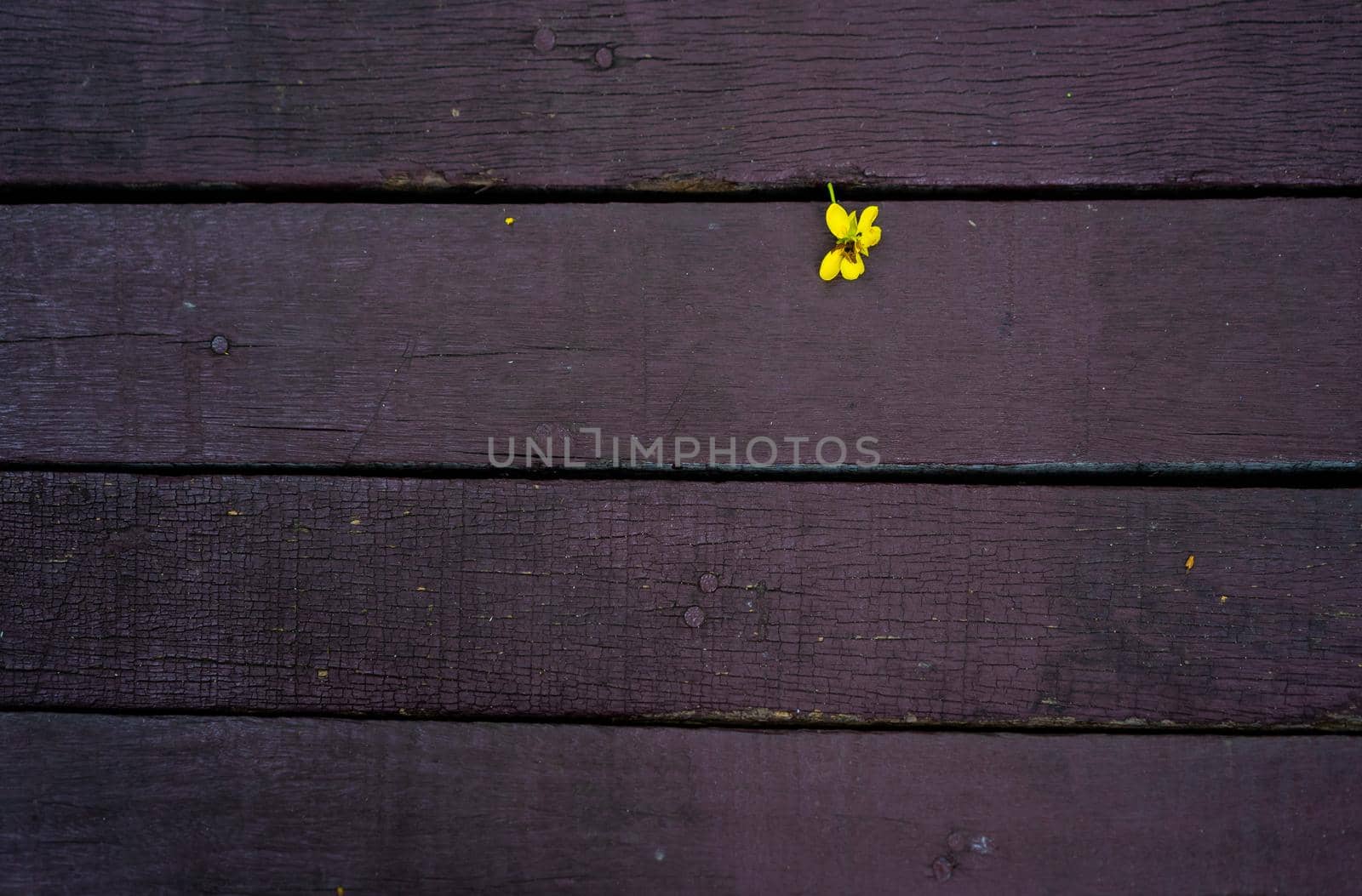 small yellow flower fall on wooden floor