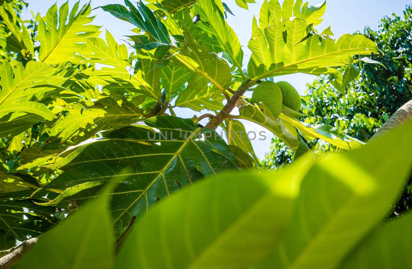 Artocarpus altilis,Bread fruit on tree in the garden by domonite