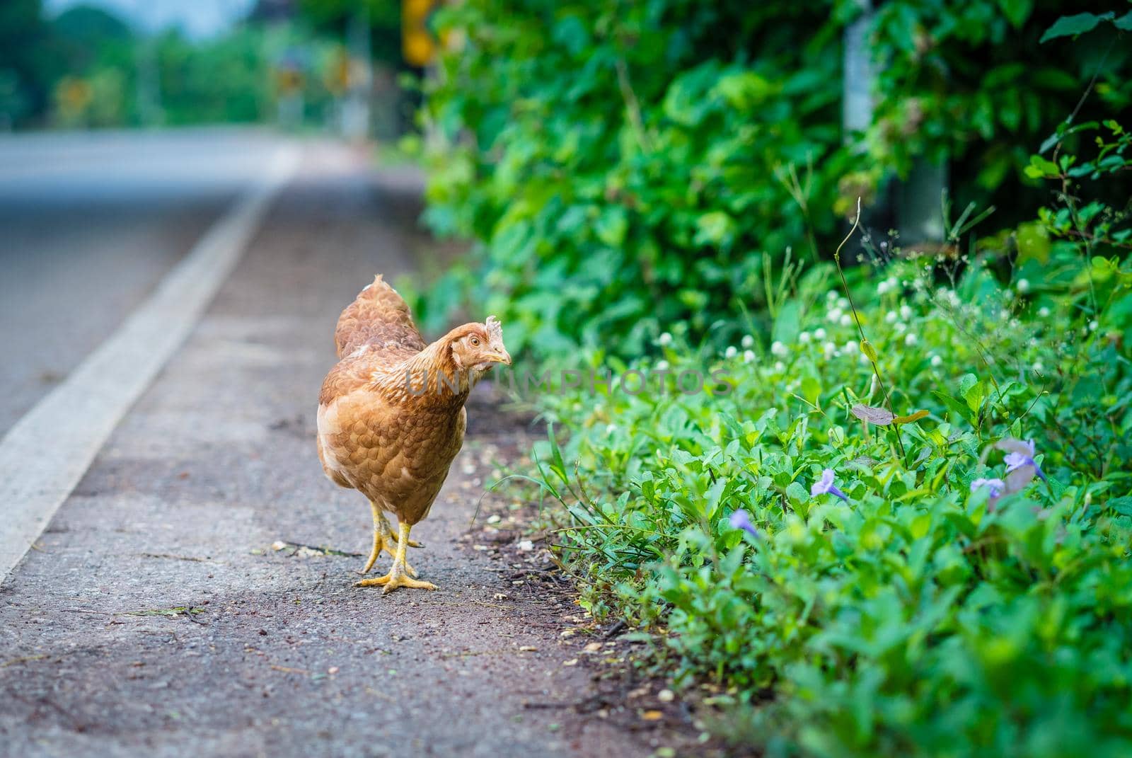 brown hen looking for food on the road by domonite