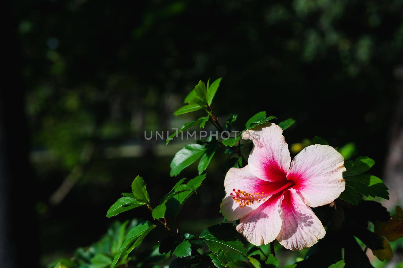 Close up of Chaba (hibiscus) flower in blooming with leaf in the garden by domonite