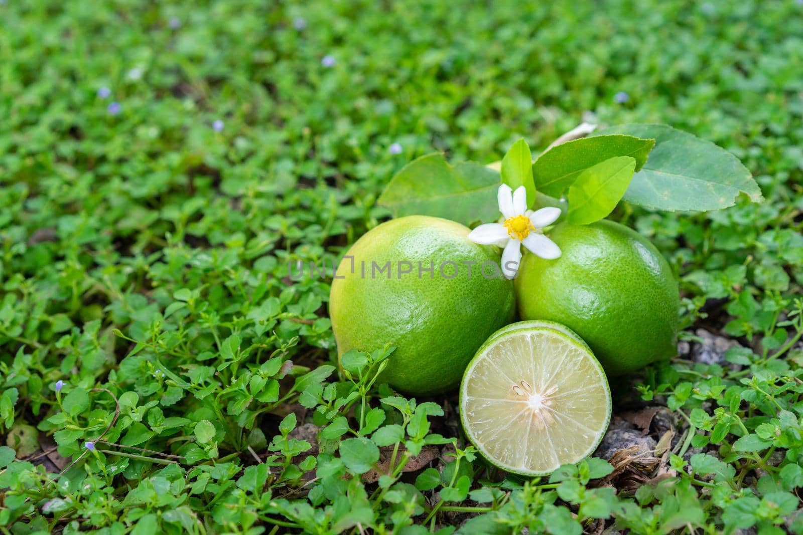 Flower, cut and whole limes on grass background by domonite