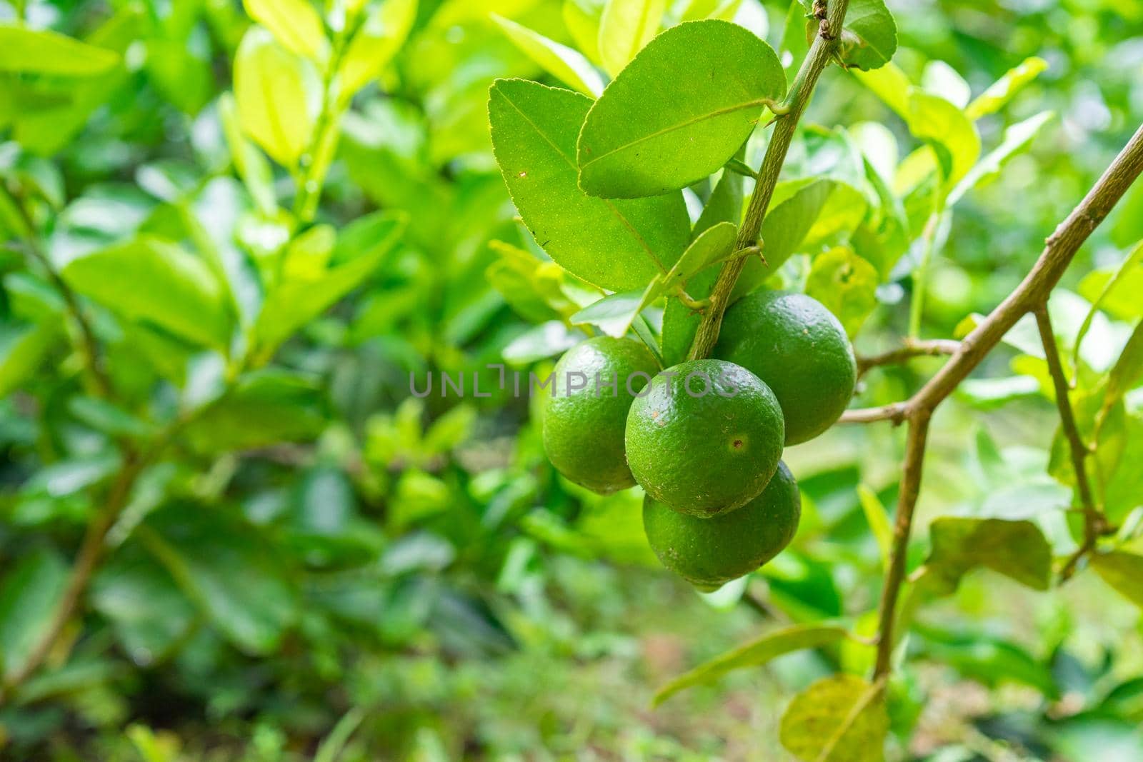 Green limes on a tree in the garden,excellent source of vitamin C.